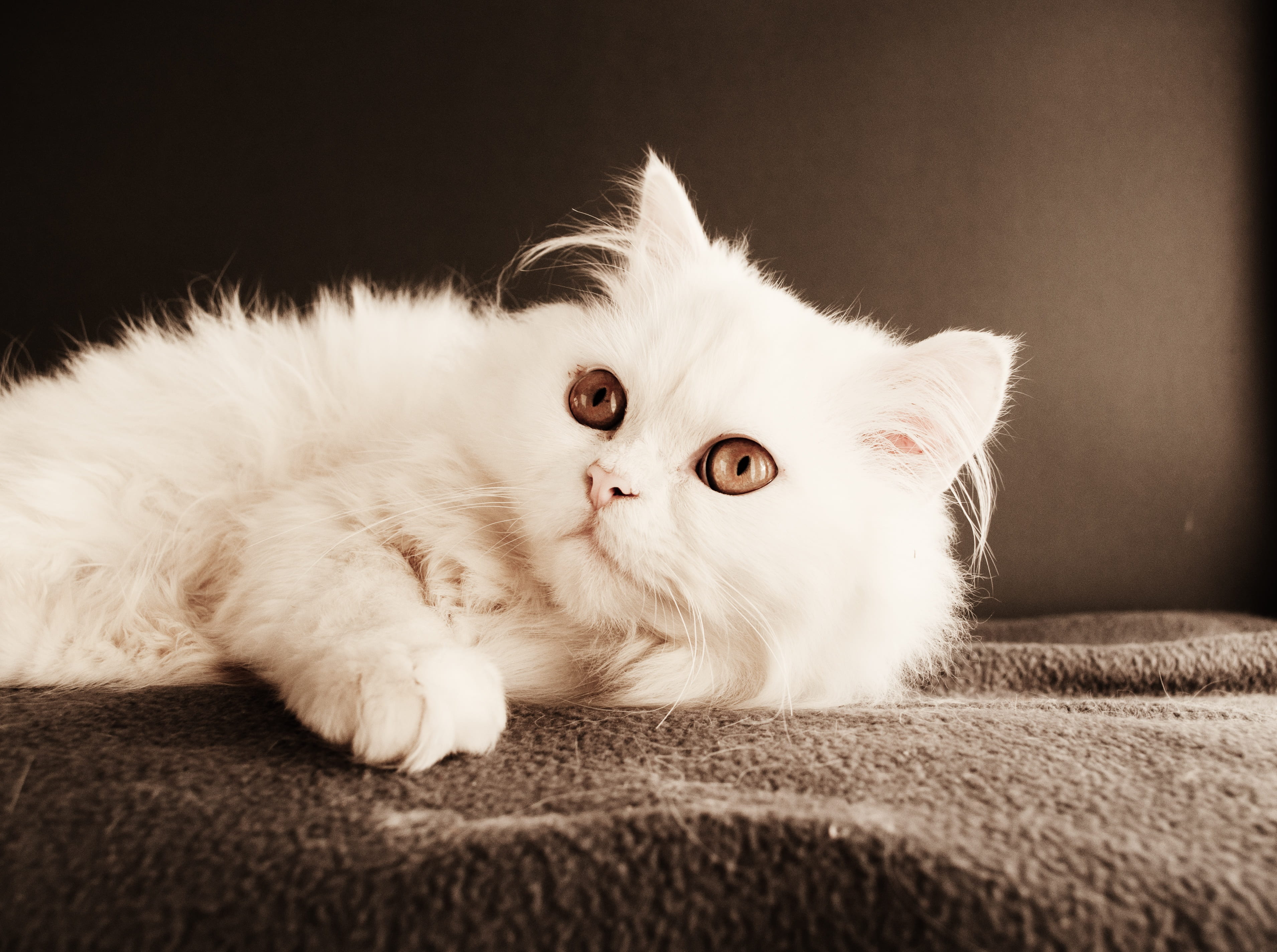 fur, persian, mammal, small, vertebrate, studio, looking, lovable, white, one animal, animal eye, indoors, animal themes, pet, gentleness, downy, 2K, furniture, HD Wallpaper