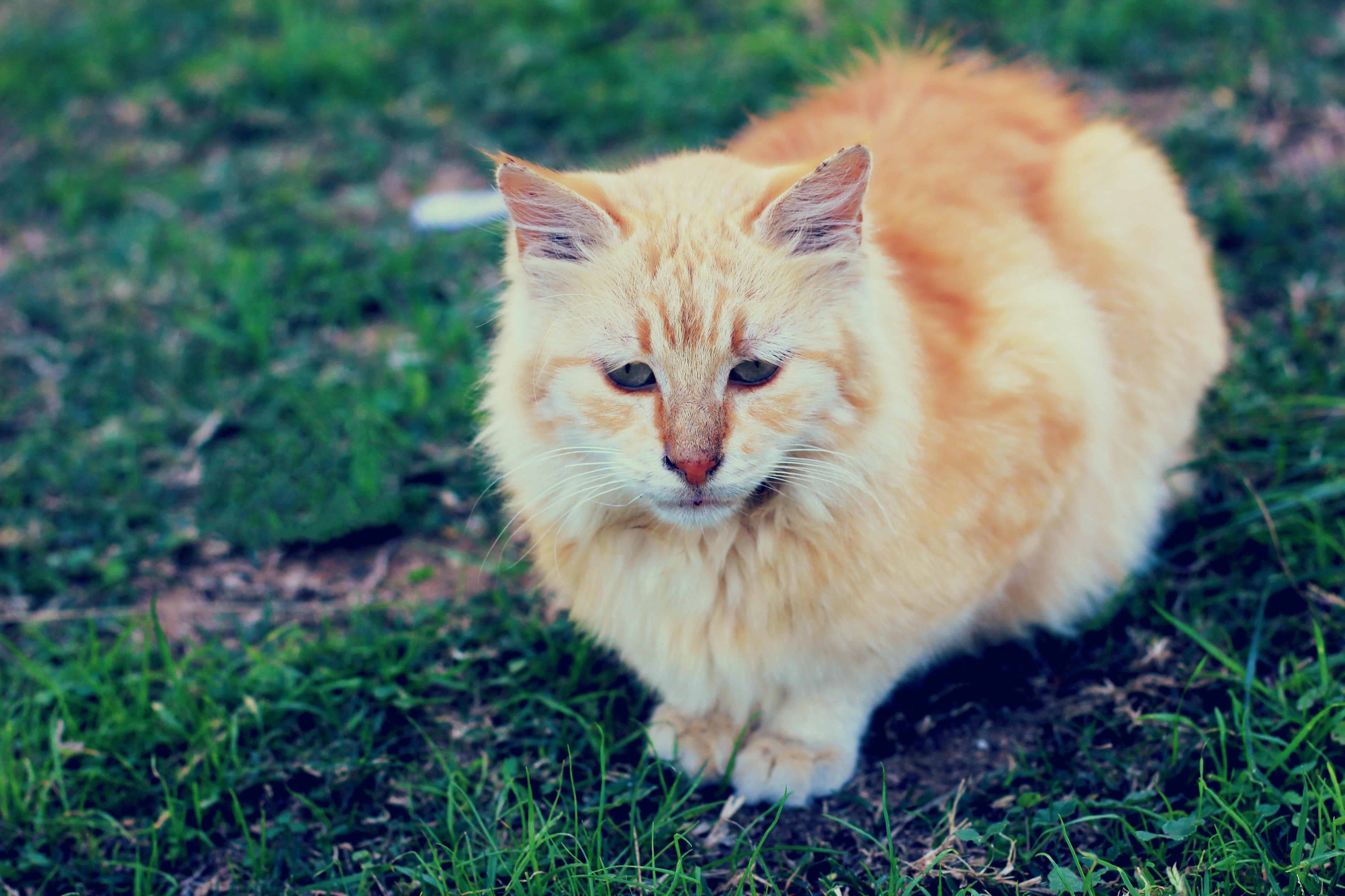 feline, focus on foreground, animal, whisker, domestic animals, young, nature, ginger cat, 5K, cute, plant, eye, pets, cat, grass, mammal, lovable cat, HD Wallpaper