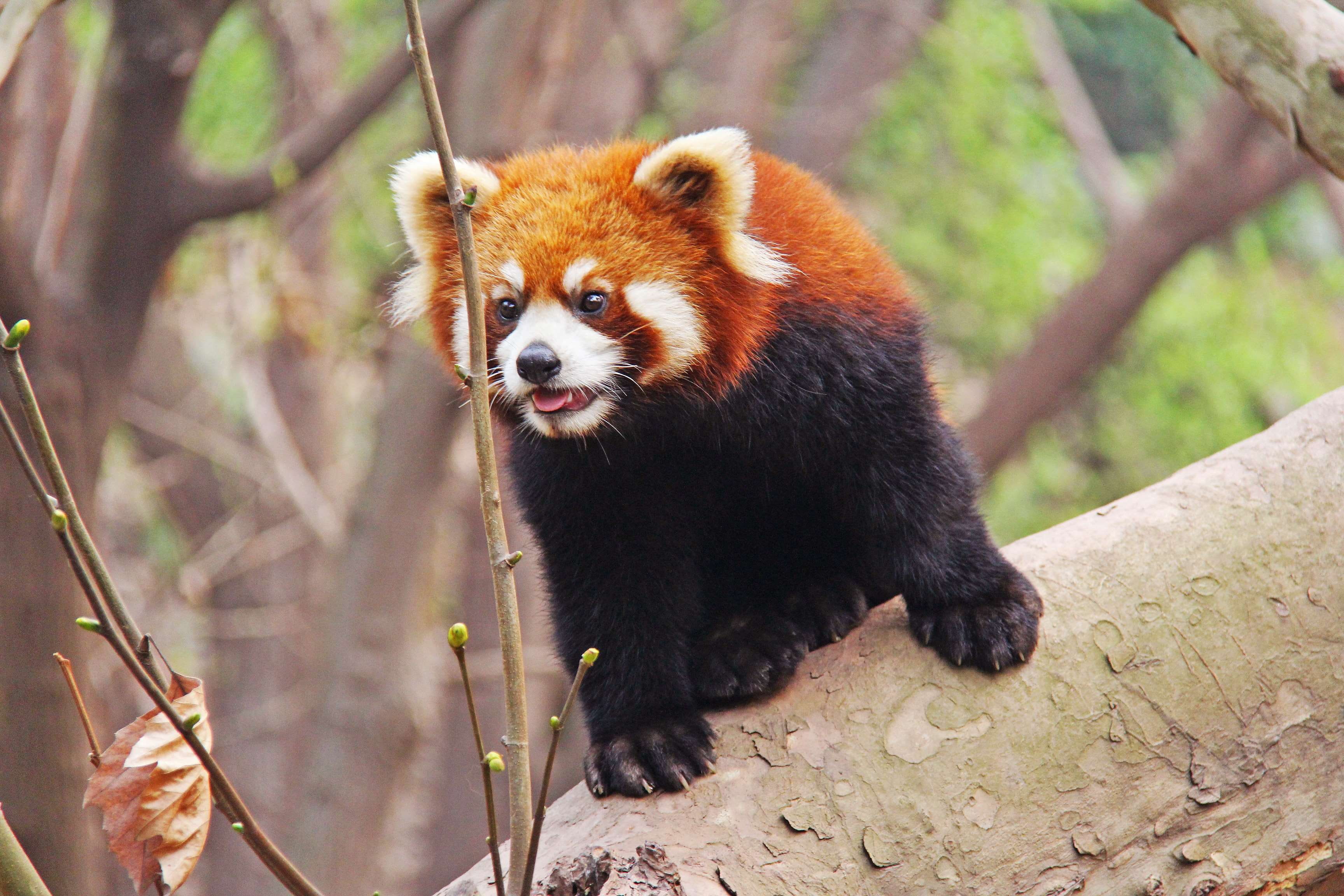animal themes, research base, looking away, tourist, rare, panda - animal, youn, city, tourism, whisker, vertebrate, panda, one animal, national animal, HD Wallpaper