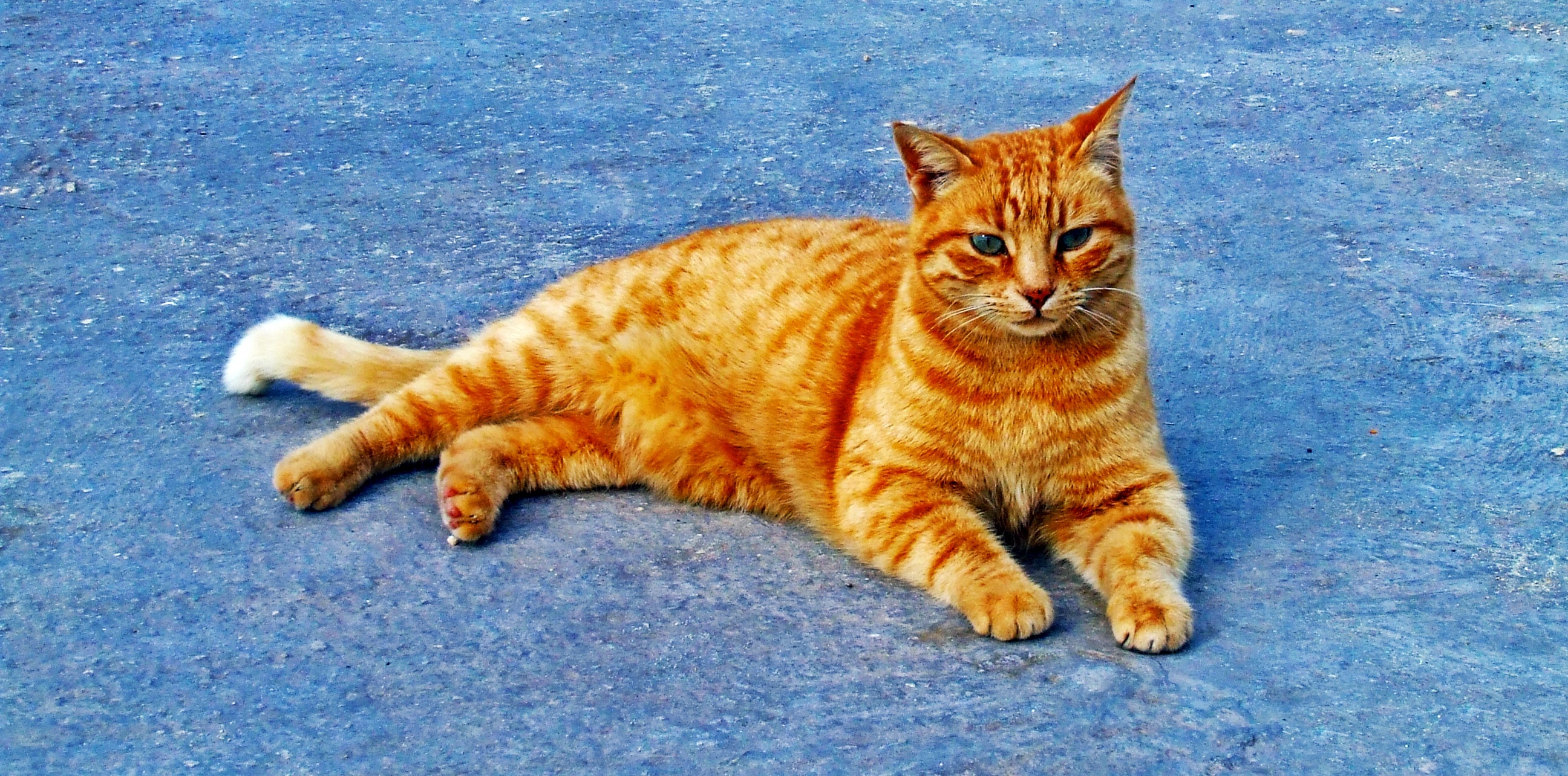 feline, domestic animals, cute cat, ginger cat, relaxation, lying, mammal, resting, 2K, floor, lovable, portrait, kitty, cat, domestic, fluffy, whisker, HD Wallpaper