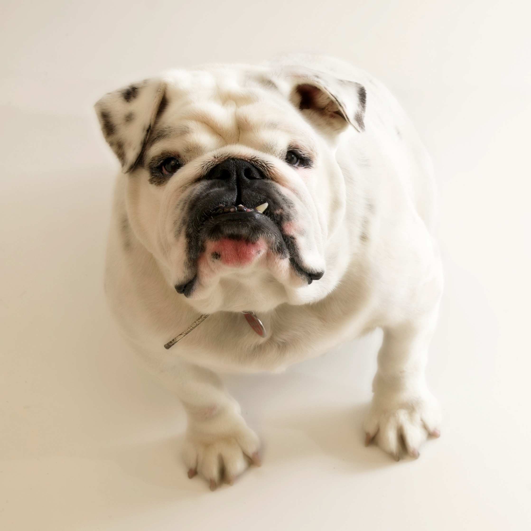 bulldog, face, studio Shot, portrait, adorable, english Bulldog, lovable, wrinkled, domestic, adult, domestic Animals, english, animal head, white, young animal, Phone HD Wallpaper