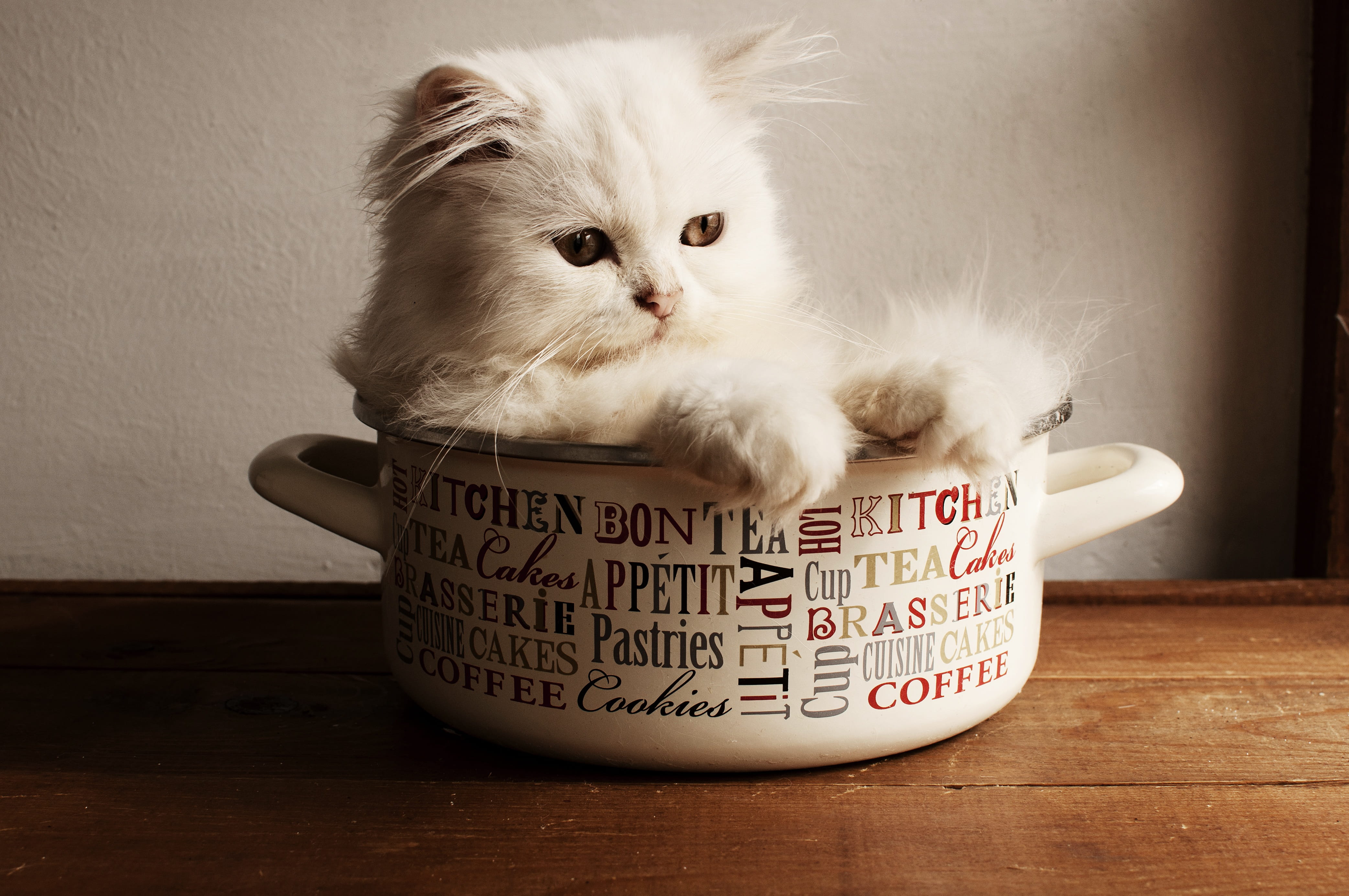 cuteness, animal themes, sitting, cat, domestic cat, portrait, pets, table, cute, perfection, communication, domestic, domestic animals, persian, no people, HD Wallpaper