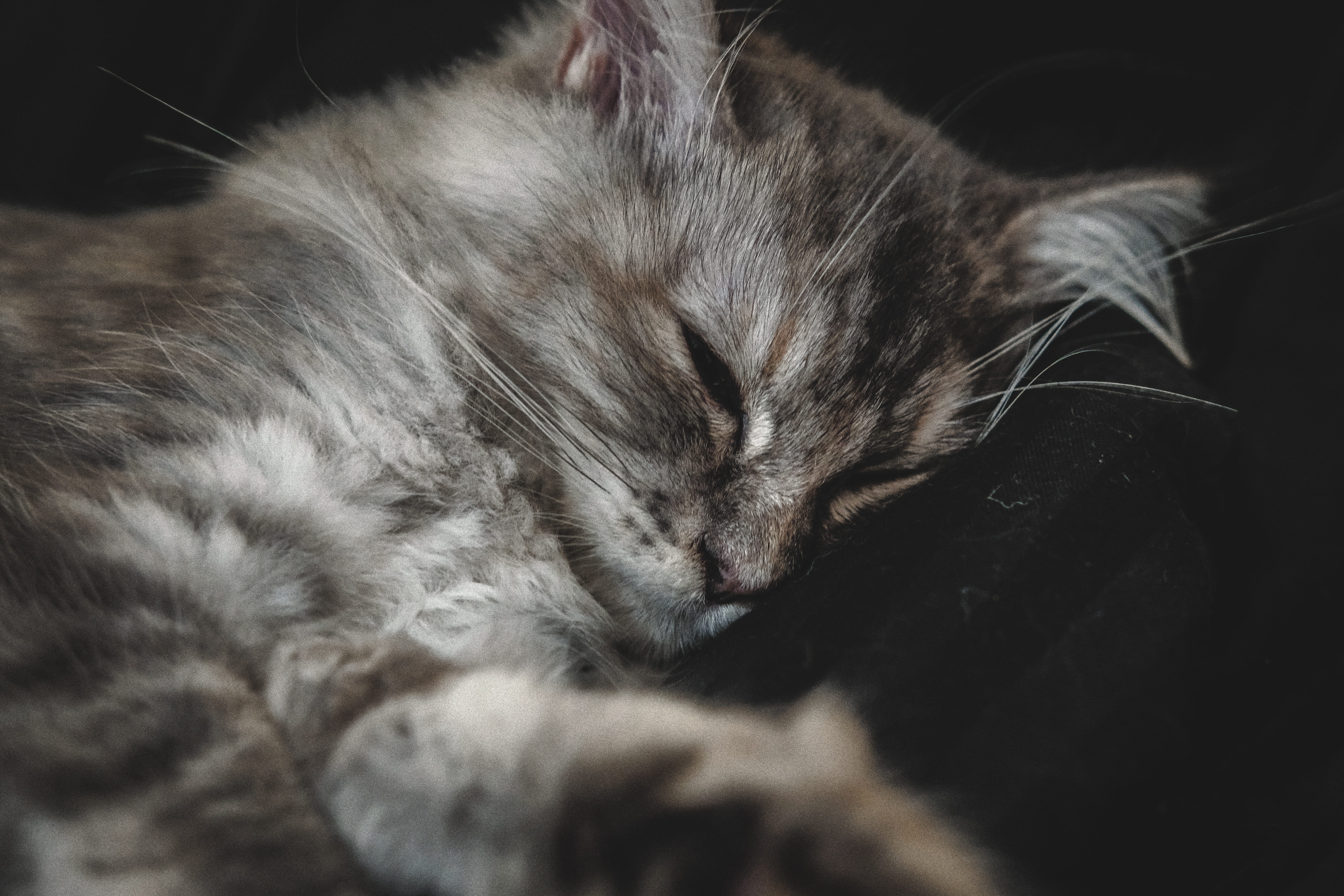 pet, cute, eyes closed, playful, whiskers, animal head, fluffy, kitty, cozy, kitten, stripes, relaxation, indoors, care, 5K, adorable, mammal, napping, HD Wallpaper