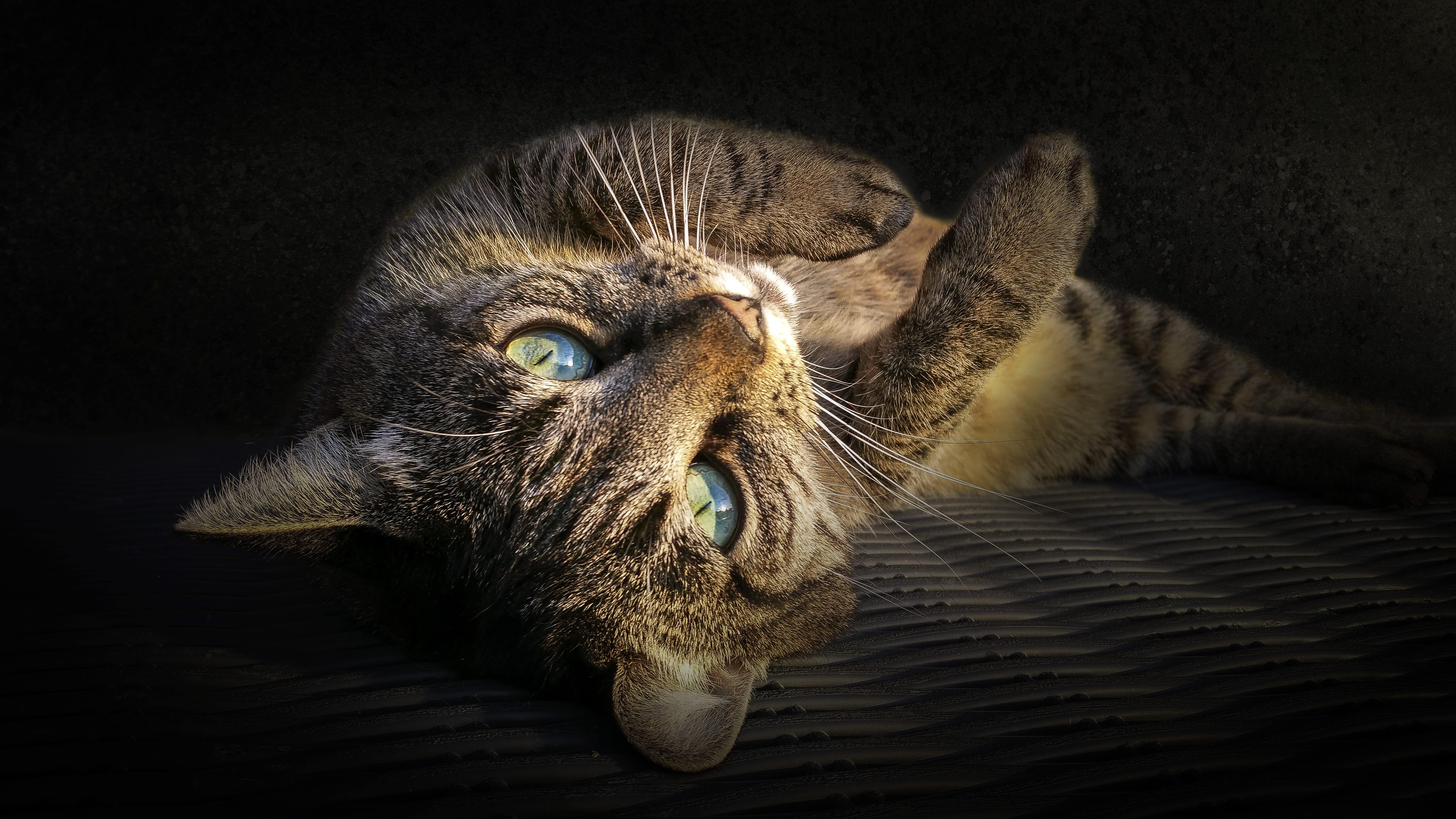 domestic, kitty, one animal, gray, pet, puss, playful, mammal, domestic cat, charming, focus, animal head, fur, tomcat, close-up, animal, portrait, lovable, HD Wallpaper