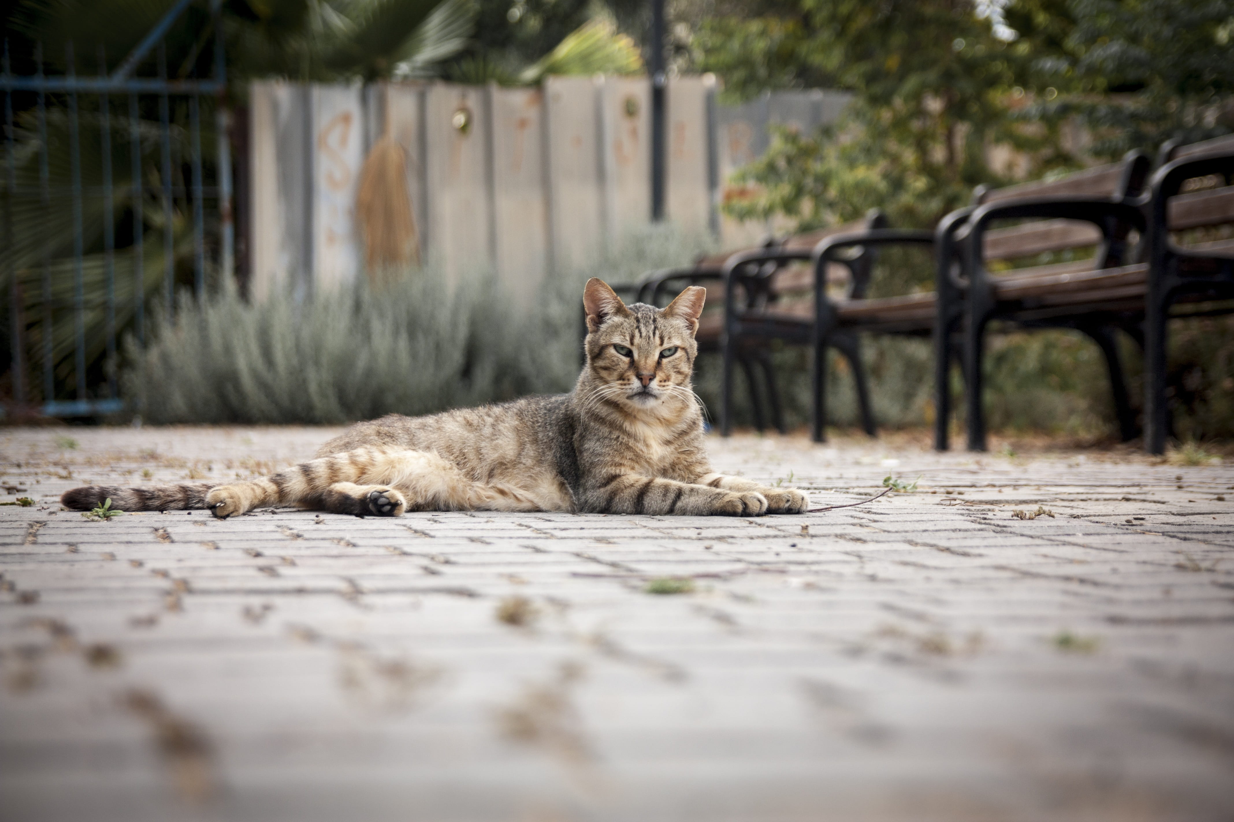 pets, one animal, domestic cat, mammal, lovely, Eyes, portrait, street, urban, day, tabby, lovable, surface level, 4K, Street, feline, vertebrate, Homeless, HD Wallpaper