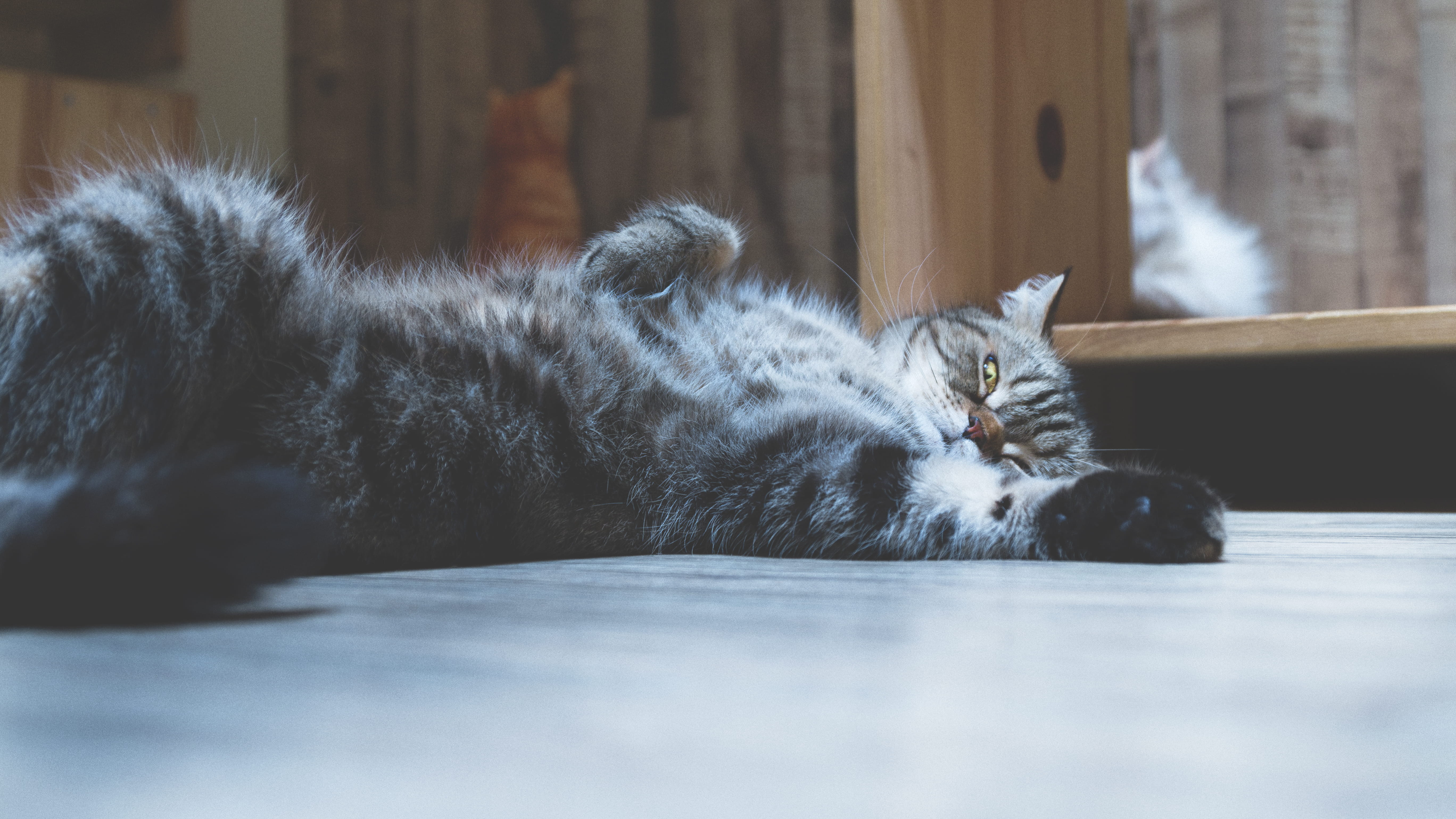 pet, cat cafe, kitten, vertebrate, indoors, sleeping, 5K, adorable, cat, lovable, selective focus, geranium, wood, domestic cat, eyes closed, abyssinian, HD Wallpaper