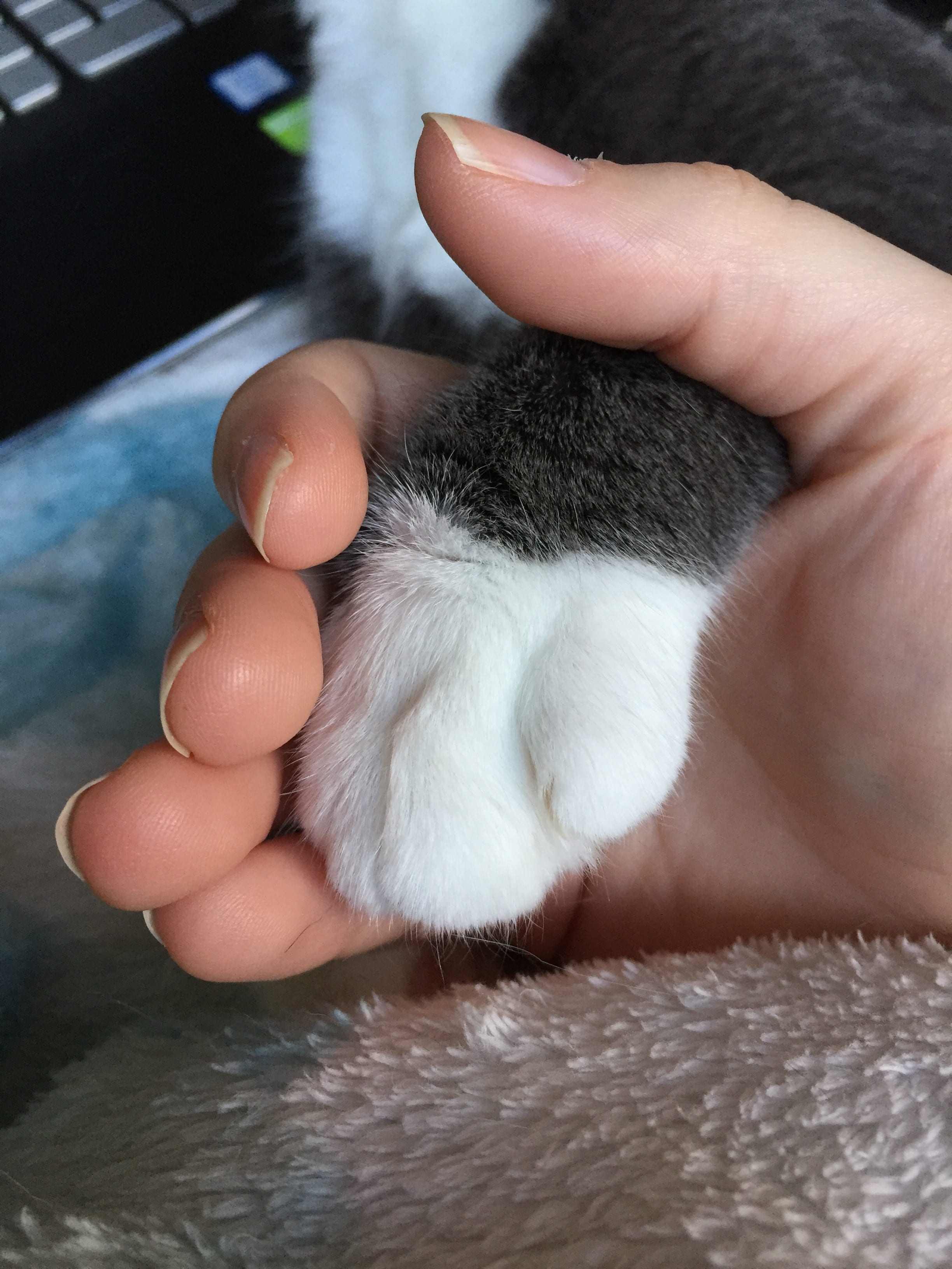one person, human limb, domestic cat, mammal, one animal, finger, sweet, lovable, pets, gray, pet owner, cat paw, human body part, unrecognizable person, Phone HD Wallpaper