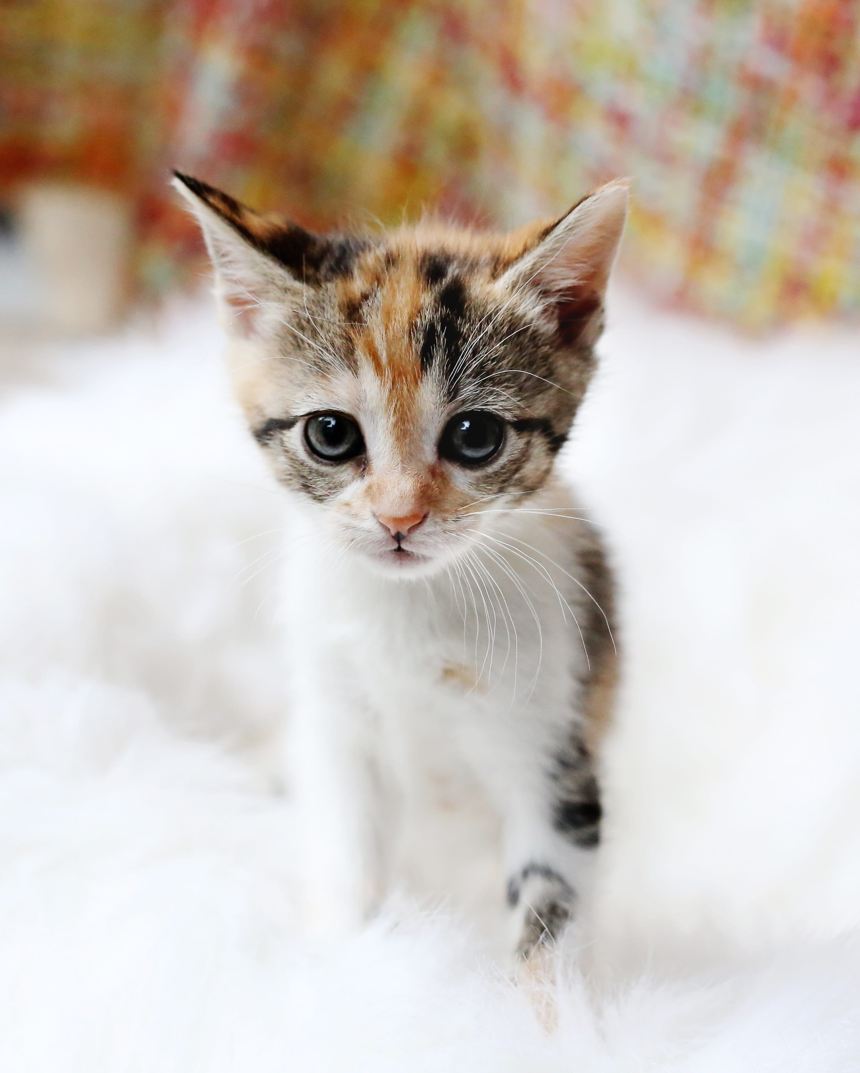 no people, pet, cat, domestic cat, looking at camera, vertebrate, animal eye, feline, lovable, selective focus, for girls, young animal, pets, Phone HD Wallpaper