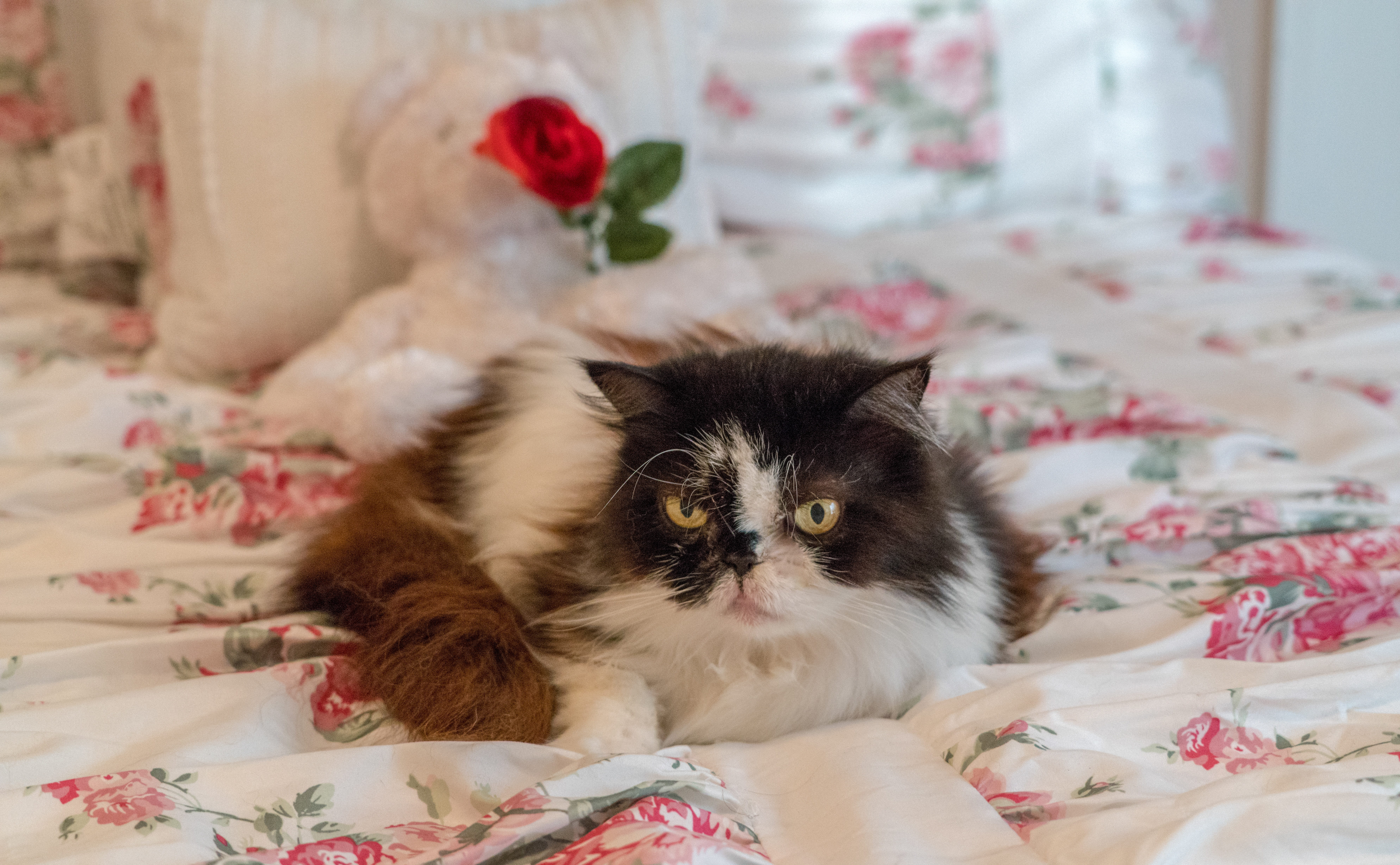 looking at camera, fluffy, furniture, domestic animals, persian cat, no people, sweet, floral pattern, 8K, cute, eyes, whisker, bed, animal, adorable, HD Wallpaper