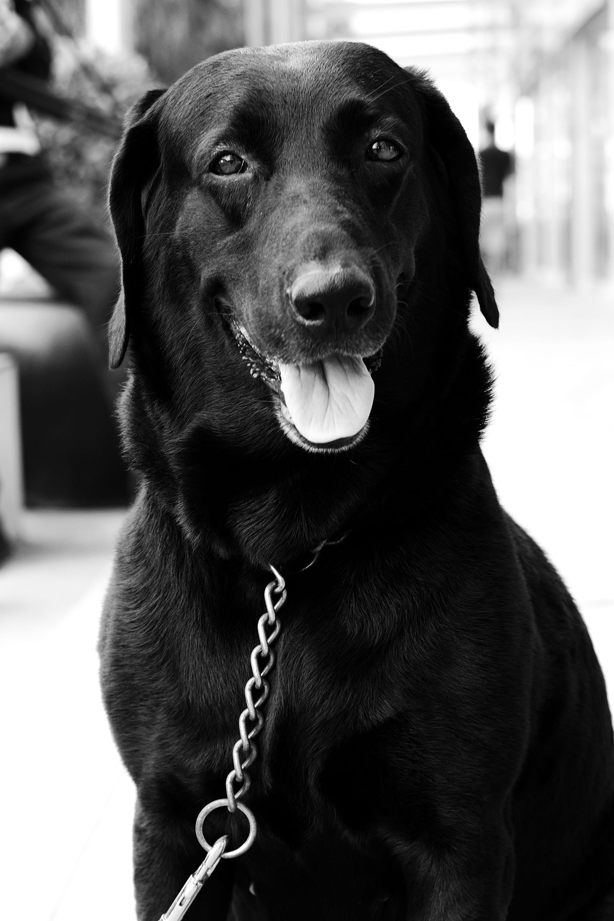 pet, looking, snout, golden, animal head, adorable, no people, lovable, domestic, vertebrate, one animal, friend, dog, black color, happy, collar, mammal, Phone HD Wallpaper