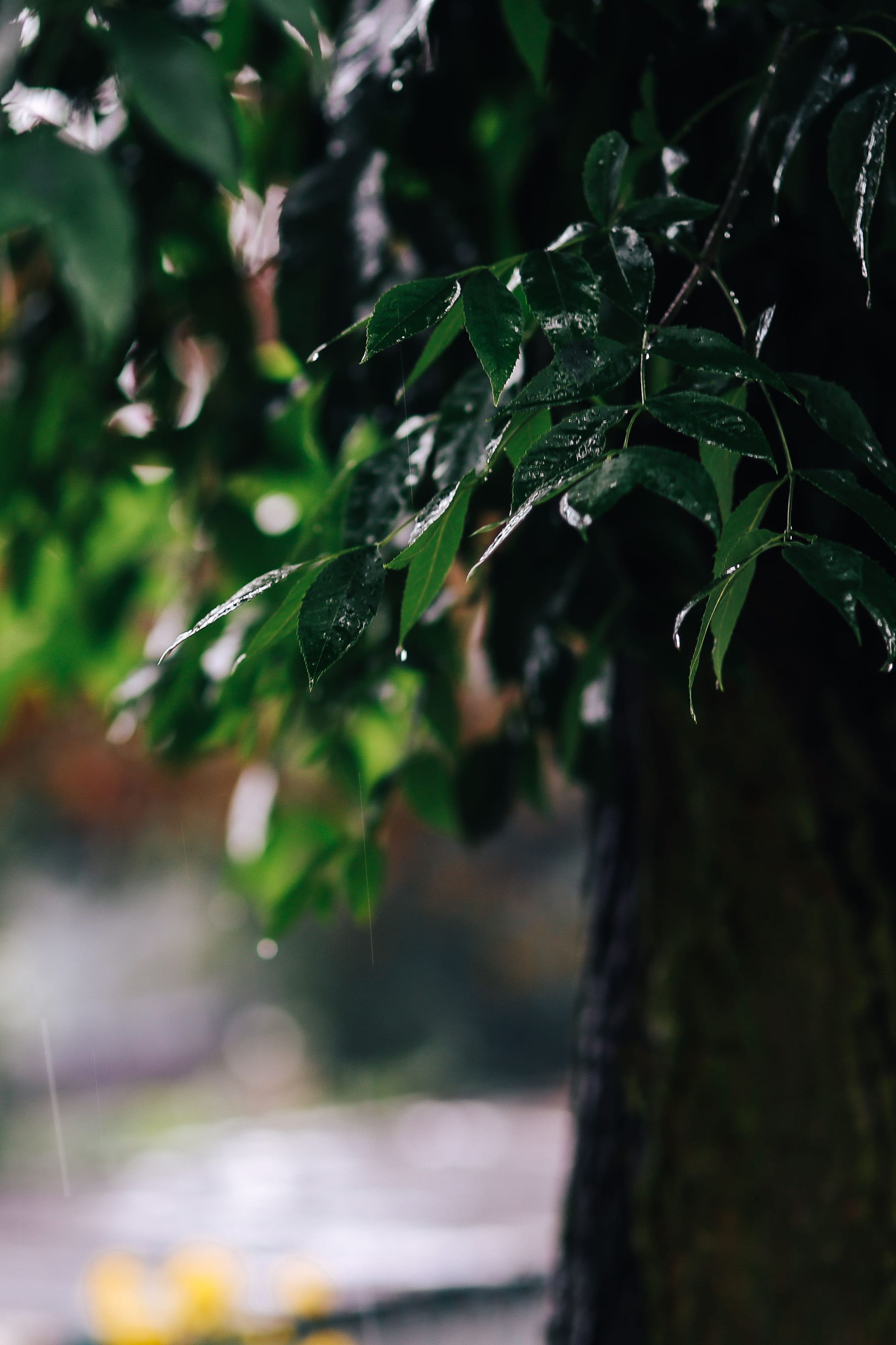 leaf, trees, trunk, focus on foreground, water, summer, beauty in nature, close-up, branch, tree, drop, green Color, twig, nature, garden, spring, Wet, Phone HD Wallpaper