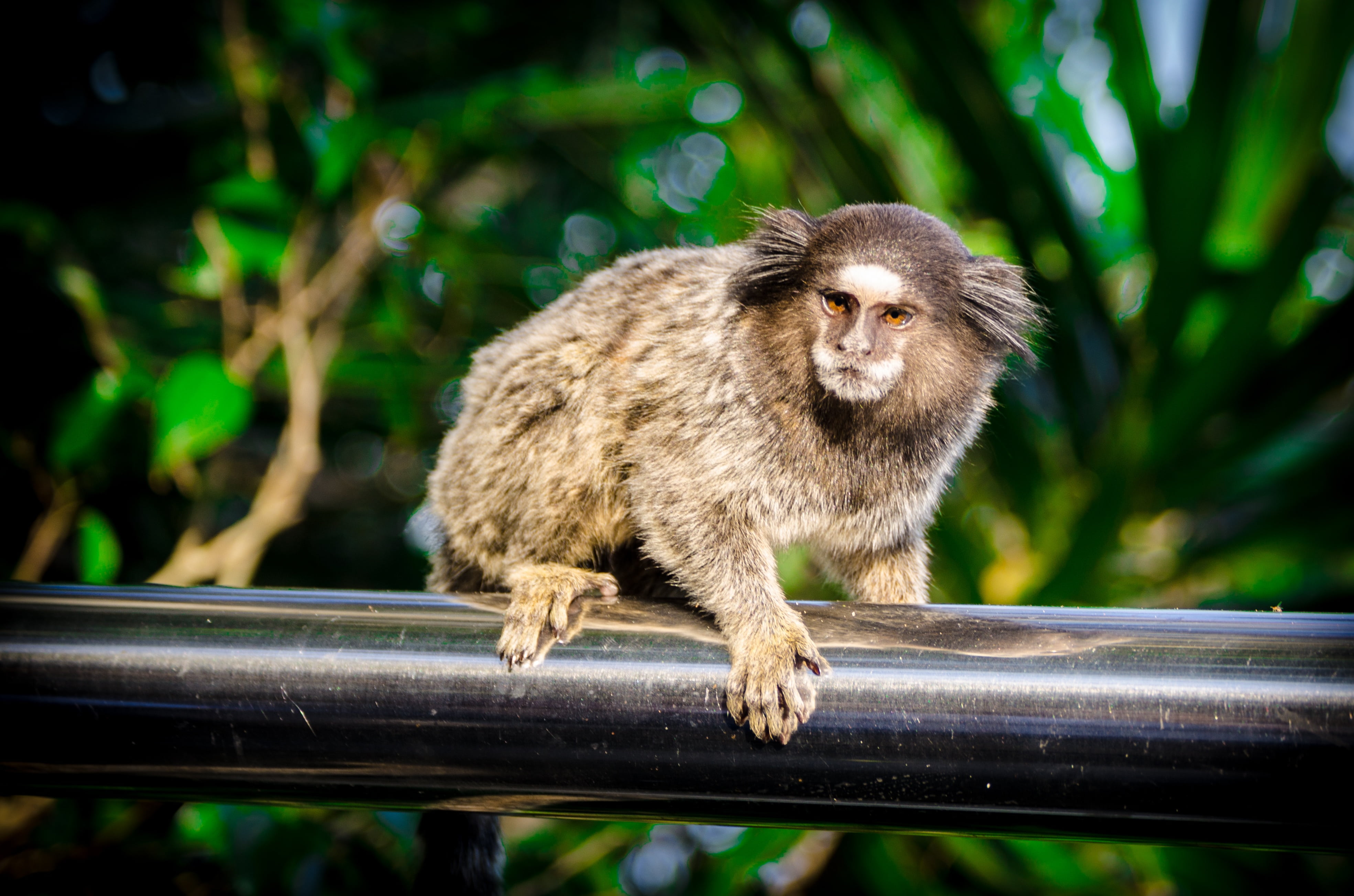 focus on foreground, railing, marmoset, animal wildlife, christ the redeemer, vertebrate, mico, portrait, marmosets, tourism, beach, ride, tourist, brazil, HD Wallpaper