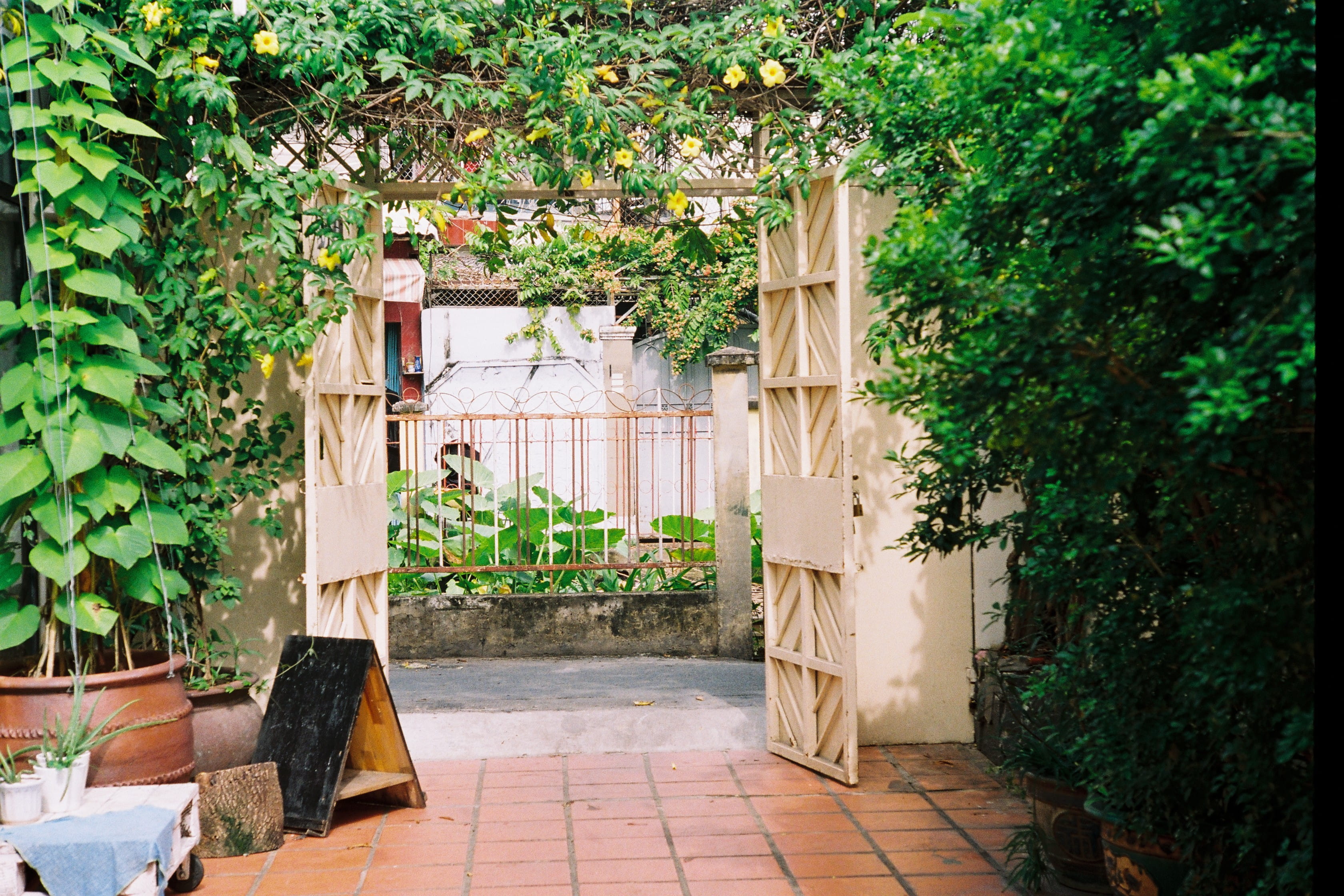 plant part, no people, creeper plant, architecture, gate, outdoors, building exterior, door, growth, nature, green color, hochiminhcity, leaf, front or back yard, HD Wallpaper