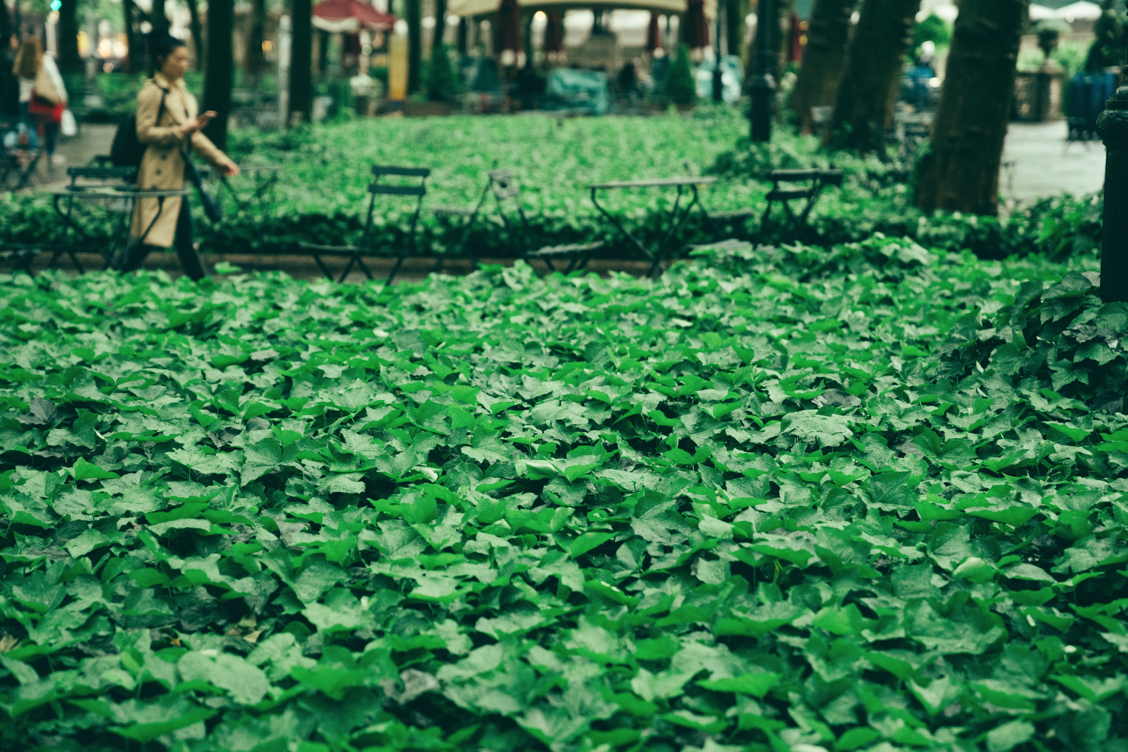 green color, plant, incidental people, food, healthy eating, bryant, outdoors, vegetable, new york, real people, focus on foreground, growth, day, plant part, HD Wallpaper