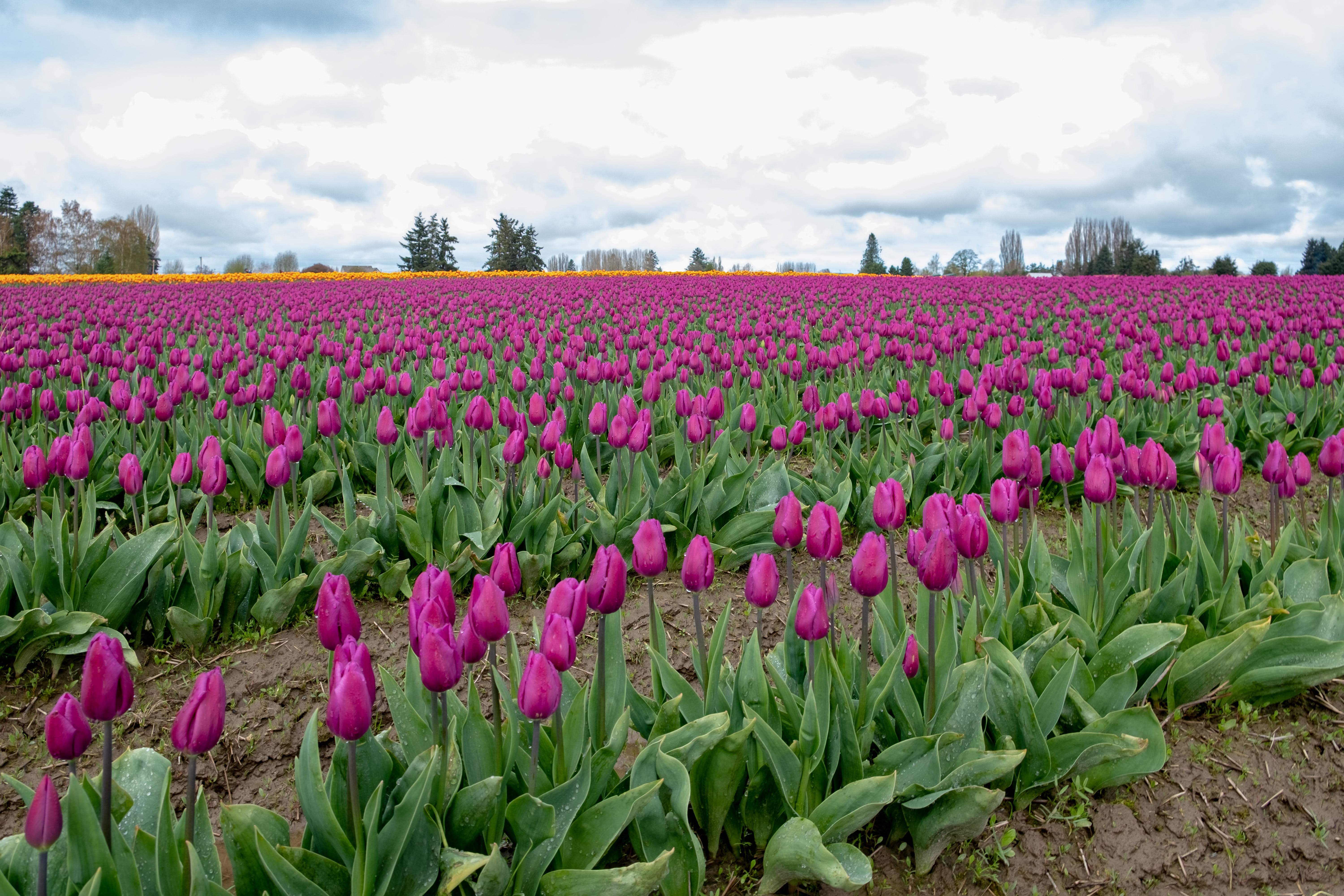 plant, flowering plant, travel, background, scenics - nature, explore, tulips, outdoors, land, mount vernon, seattle, environment, freshness, 5K, skagit, HD Wallpaper