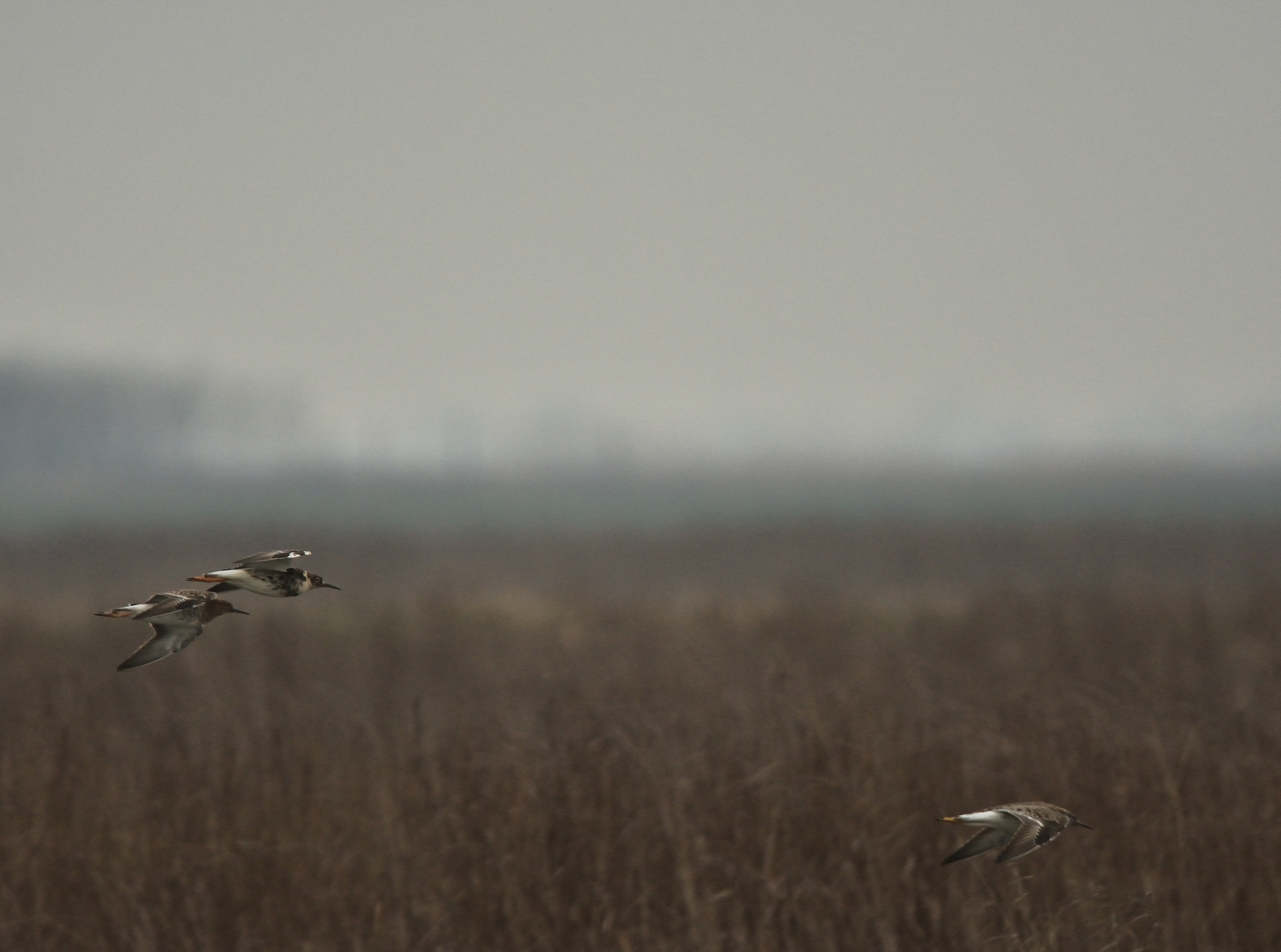 Birds, hungary, landsape, nature, 4K, Animals, cloudy, bird, HD Wallpaper