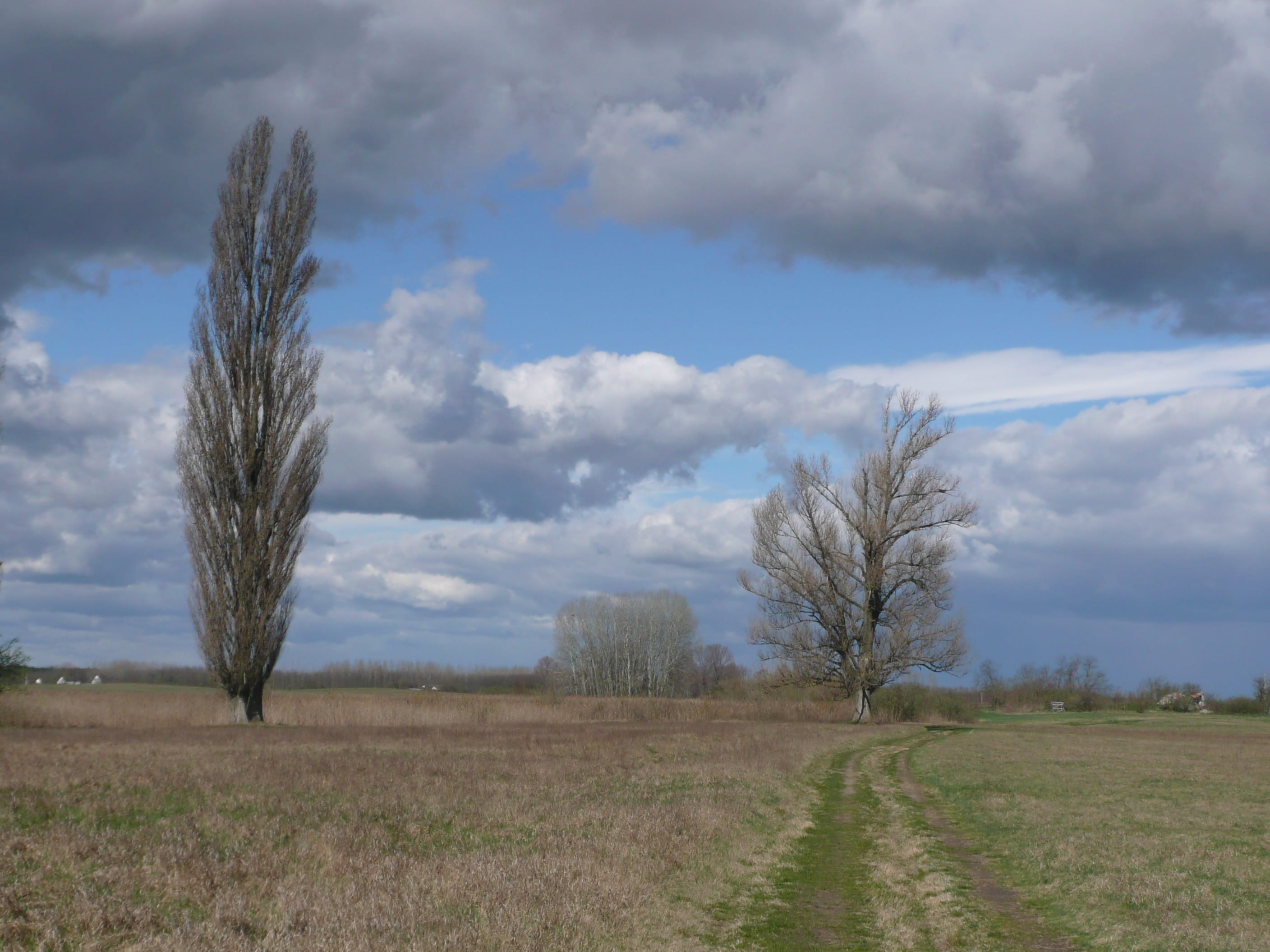 rural scene, 2K, field, Sky, grass, landscape, scenics - nature, tranquility, Nature, cloud - sky, agriculture, no people, day, tranquil scene, land, farm, HD Wallpaper