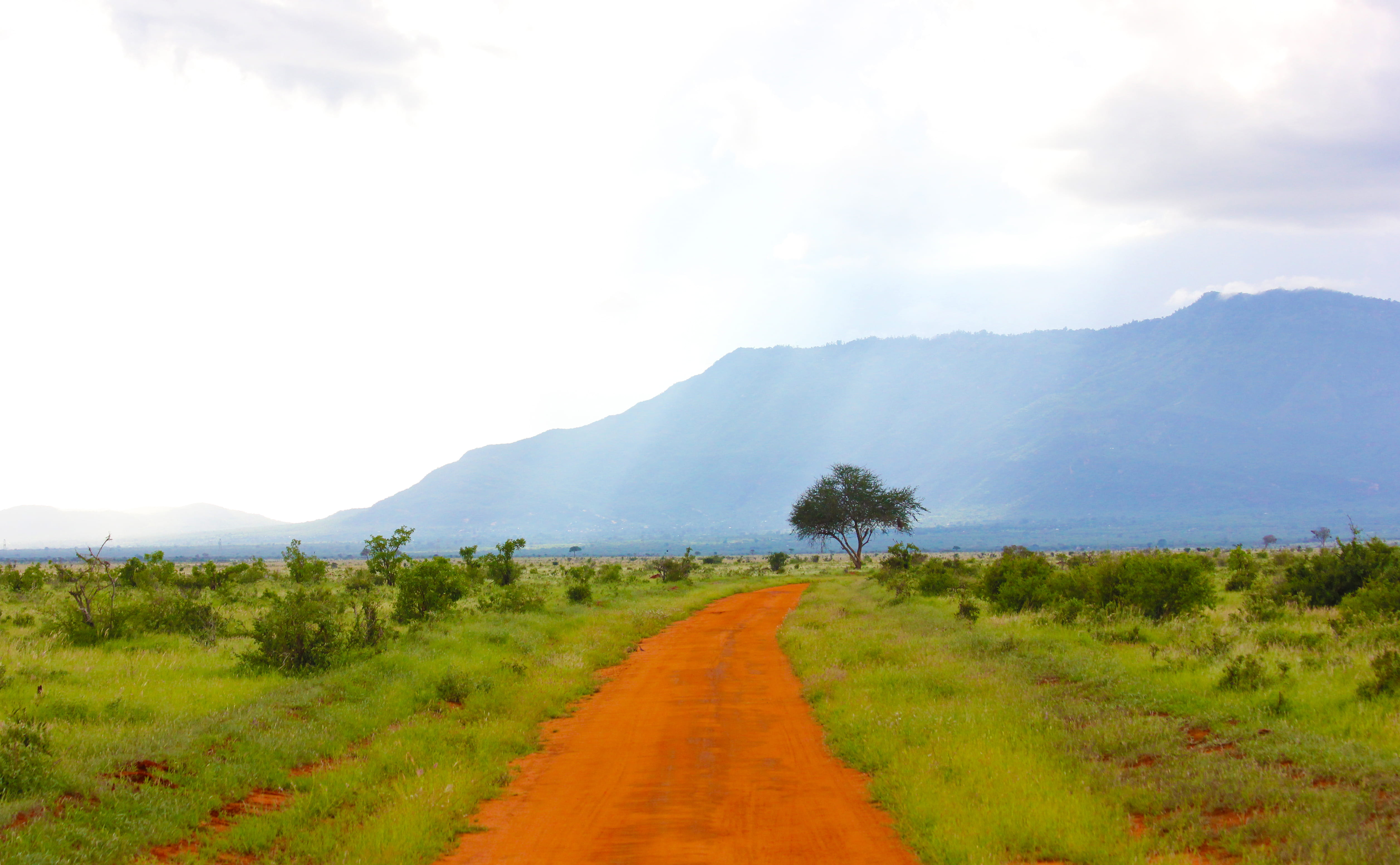 landsape, savannah, the way forward, green, trees, tree, footpath, environment, tress, outdoors, plant, landscape, land, grass, no people, dusty road, countryside, HD Wallpaper