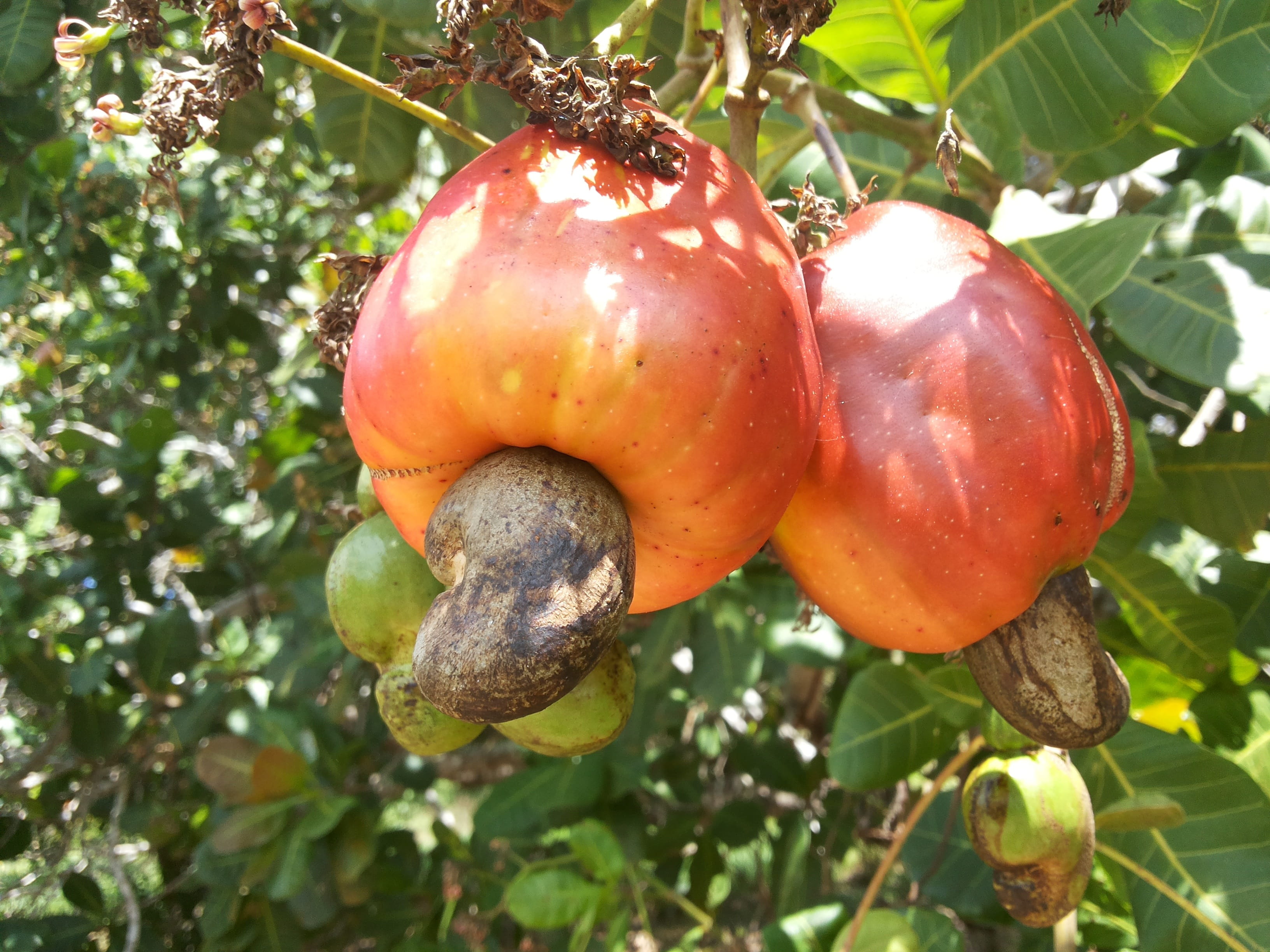 tree, day, freshness, ripe, bahia, food and drink, red, cashew, green color, leaf, fruit, agriculture, close-up, healthy eating, growth, nature, food, outdoors, HD Wallpaper