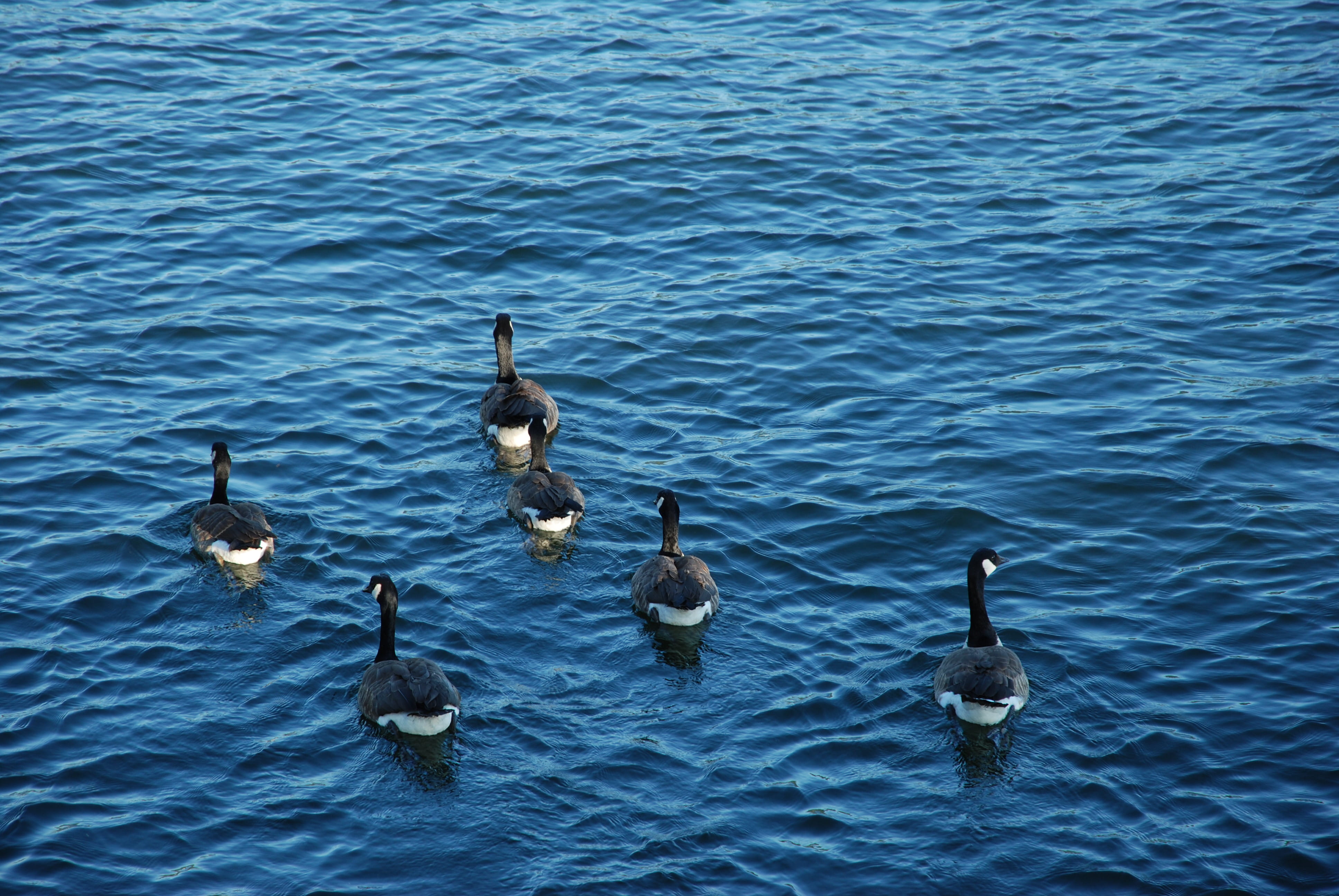 group of animals, blue, 4K, sunset, animal wildlife, calm, animal family, water bird, medium group of animals, day, birds, waterfront, no people, swimming, HD Wallpaper