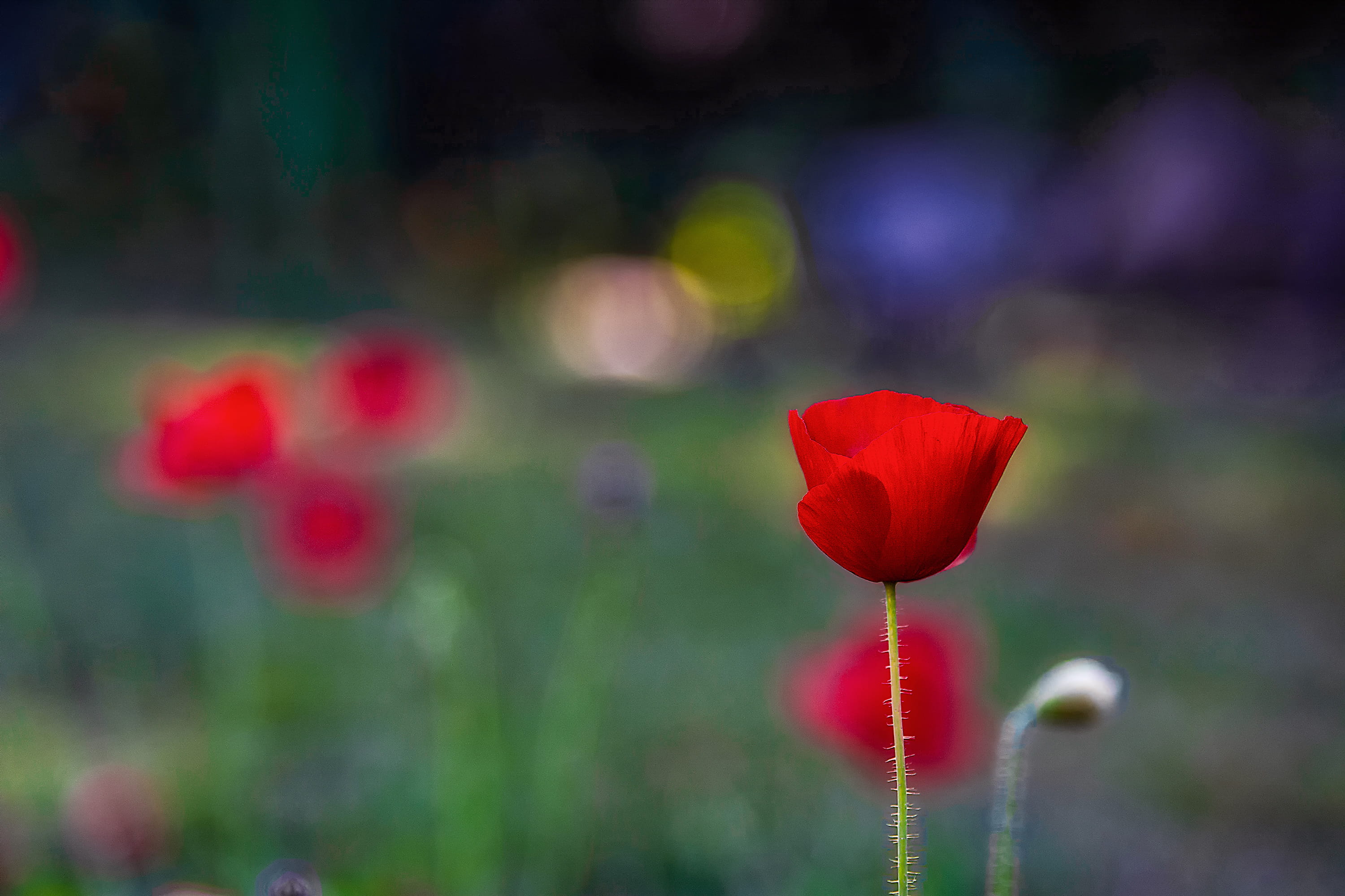 stem, flower Head, outdoors, colors, poppy, growth, no People, grass, color, nature, blossom, season, yellow, summer, multi Colored, plant, backgrounds, HD Wallpaper