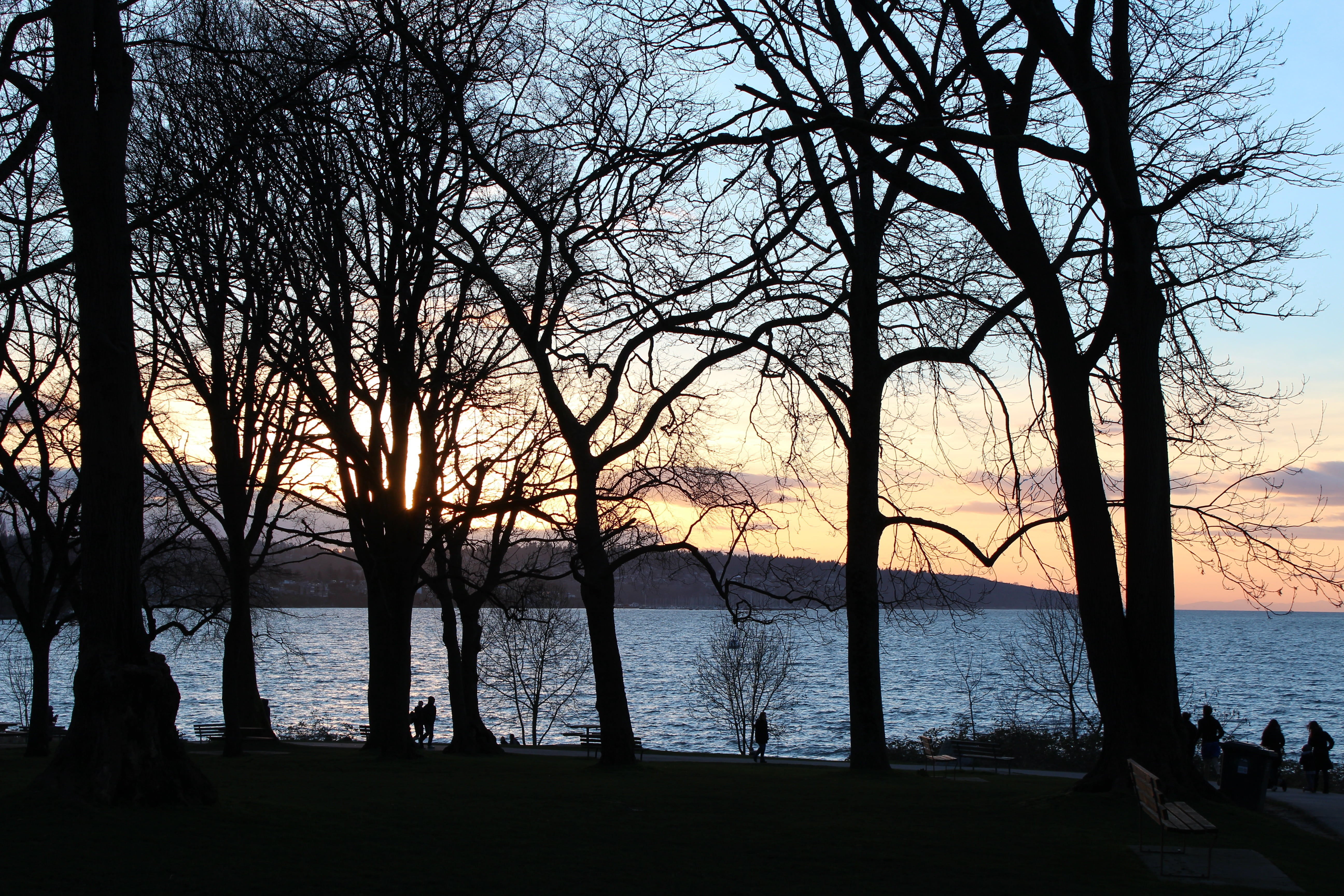 branch, bc, trunk, tranquil scene, sky, beauty in nature, tranquility, vancouver, silhouette, no people, plant, scenics - nature, beach, kitsilano beach, HD Wallpaper