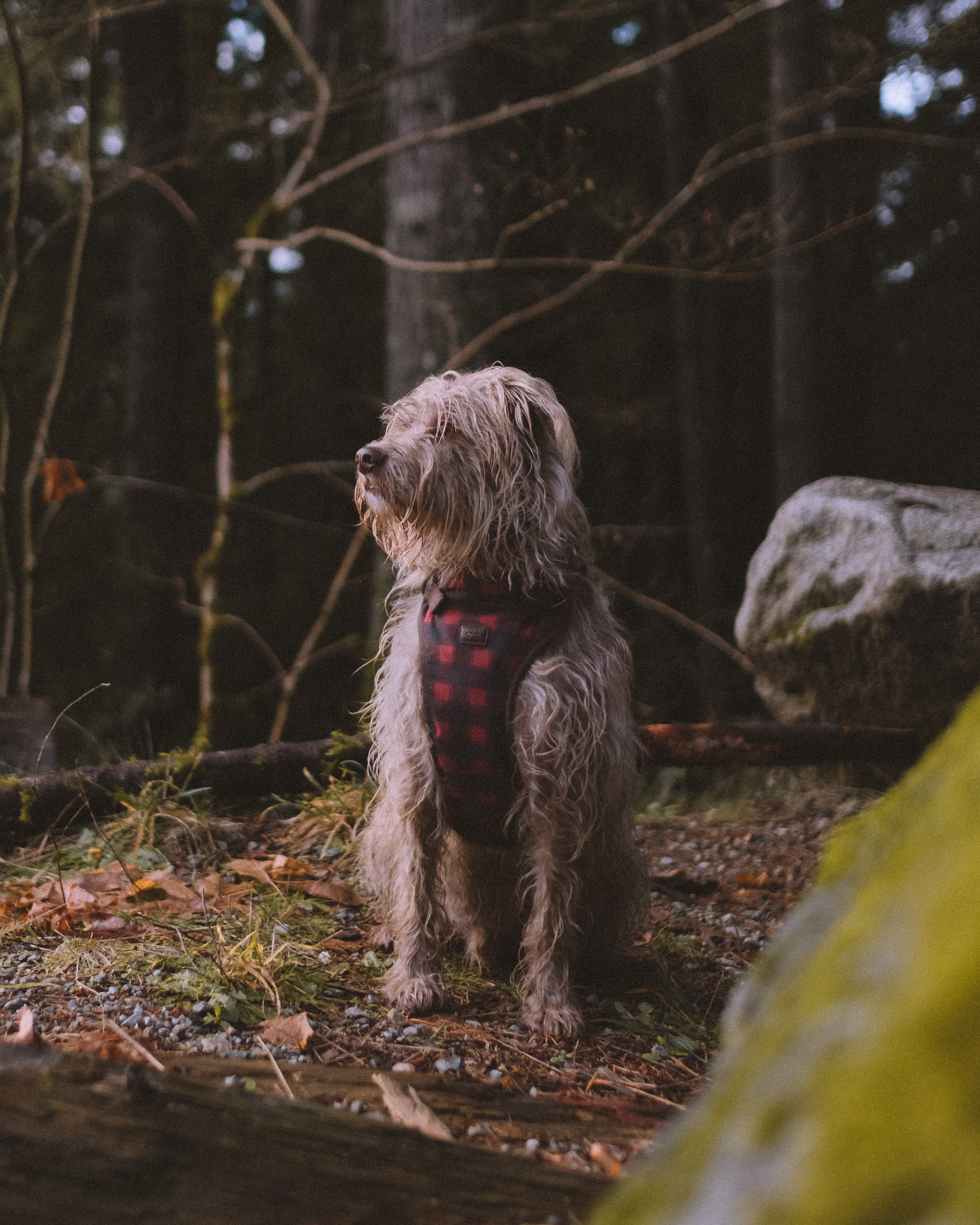 hike, standing, animal themes, nature, day, puppy, canada, tree, domestic animals, land, terrier, trees, bc, travel, domestic, pets, strap, 4K, pet, vertebrate, Phone HD Wallpaper