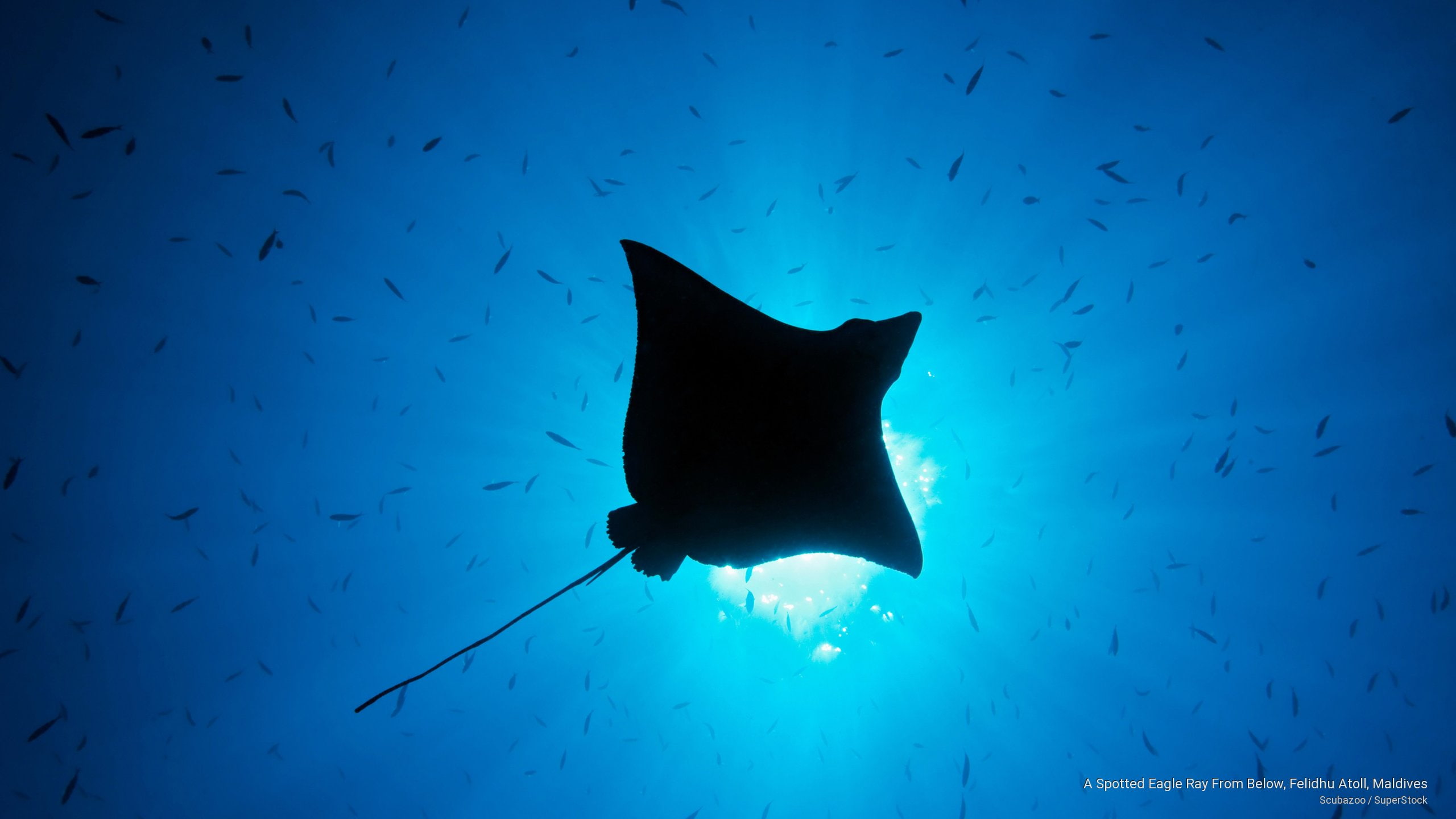 ray, Ocean Life, eagle, atoll, maldives, 2K, spotted, felidhu, HD Wallpaper