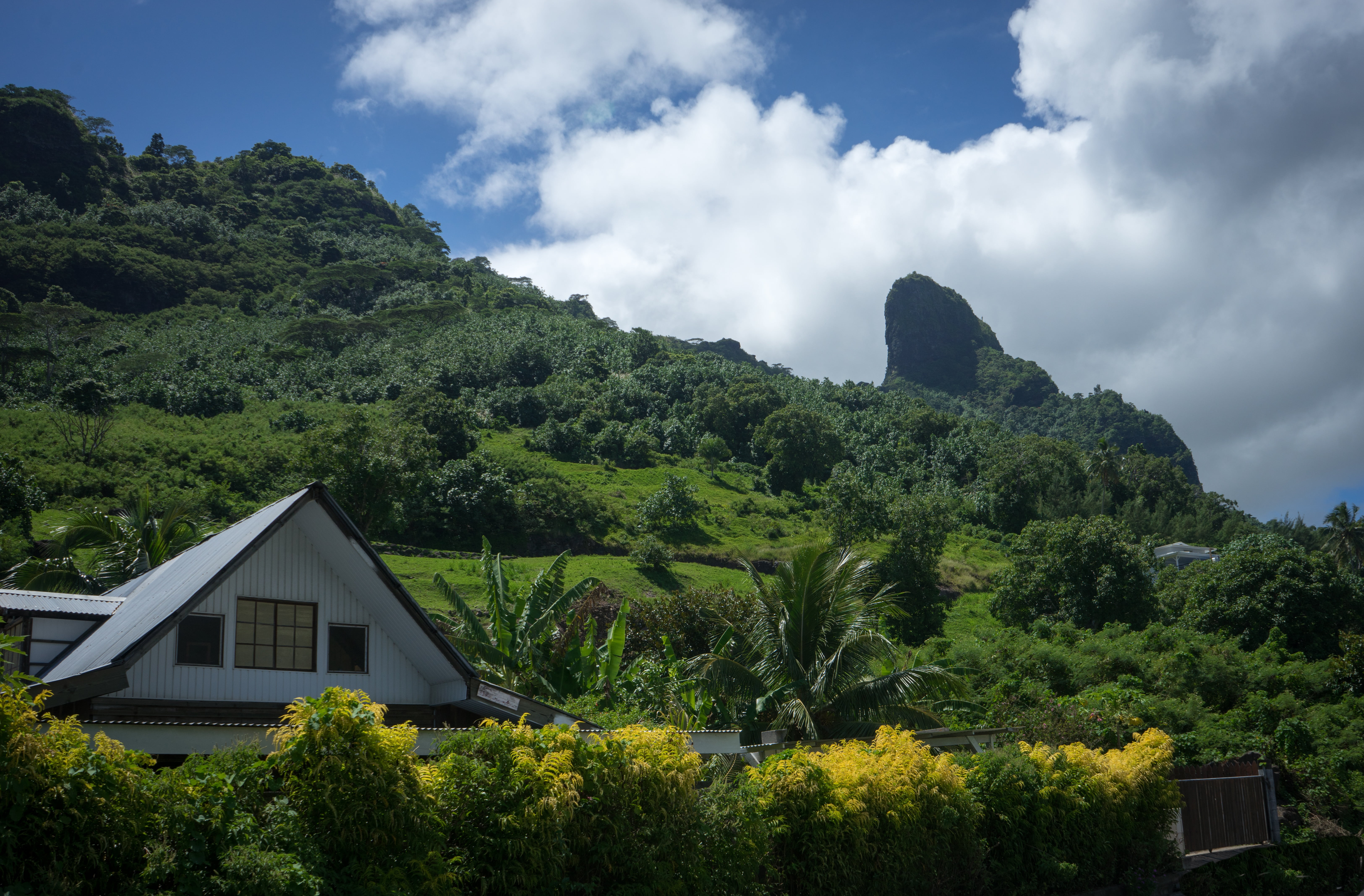 landscape, growth, day, moorea, tranquility, residential district, tree, no people, paradise, built structure, view, outdoors, building exterior, green, HD Wallpaper