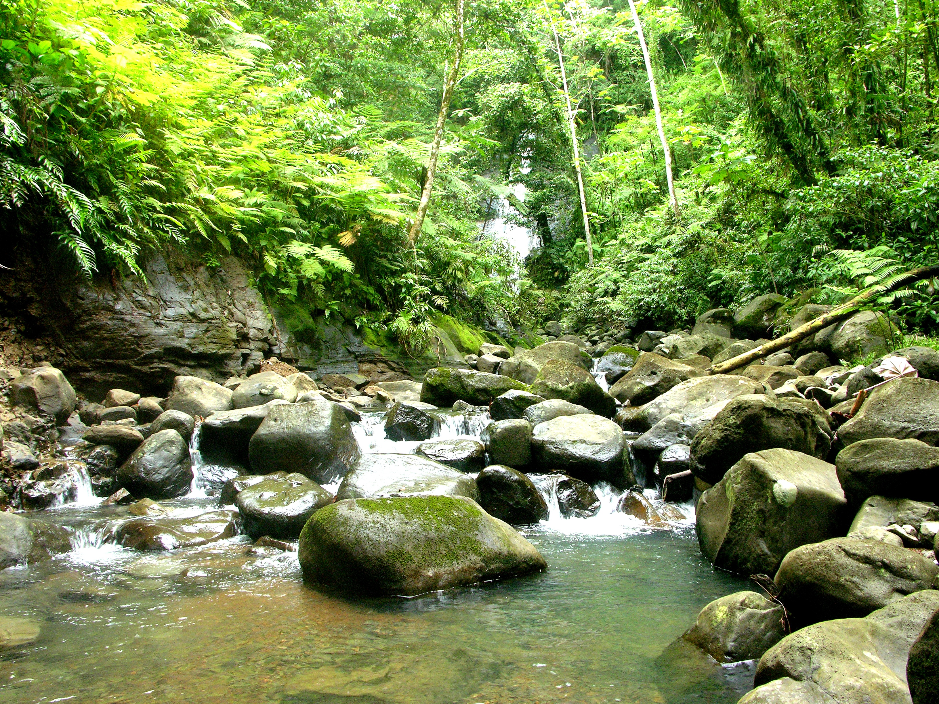 water, flowing water, scenics - nature, 2K, tranquility, growth, green color, rock, river, solid, waterfront, day, stream - flowing water, tree, puntarenas, HD Wallpaper