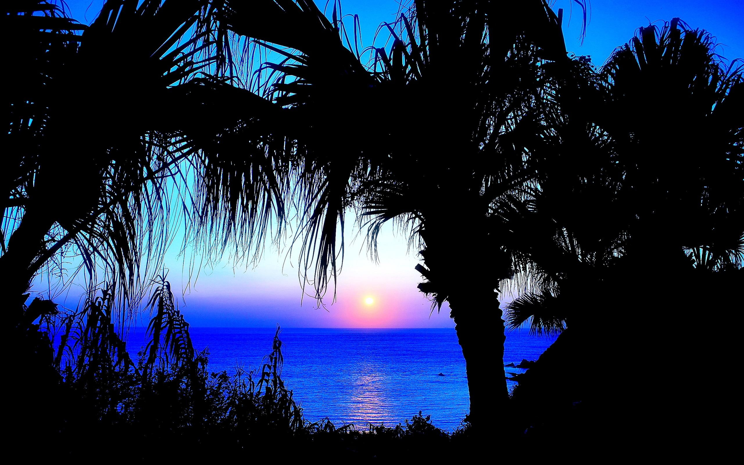 sunrise, palms, nature and landscapes, resort, beach, 2K, palm, HD Wallpaper