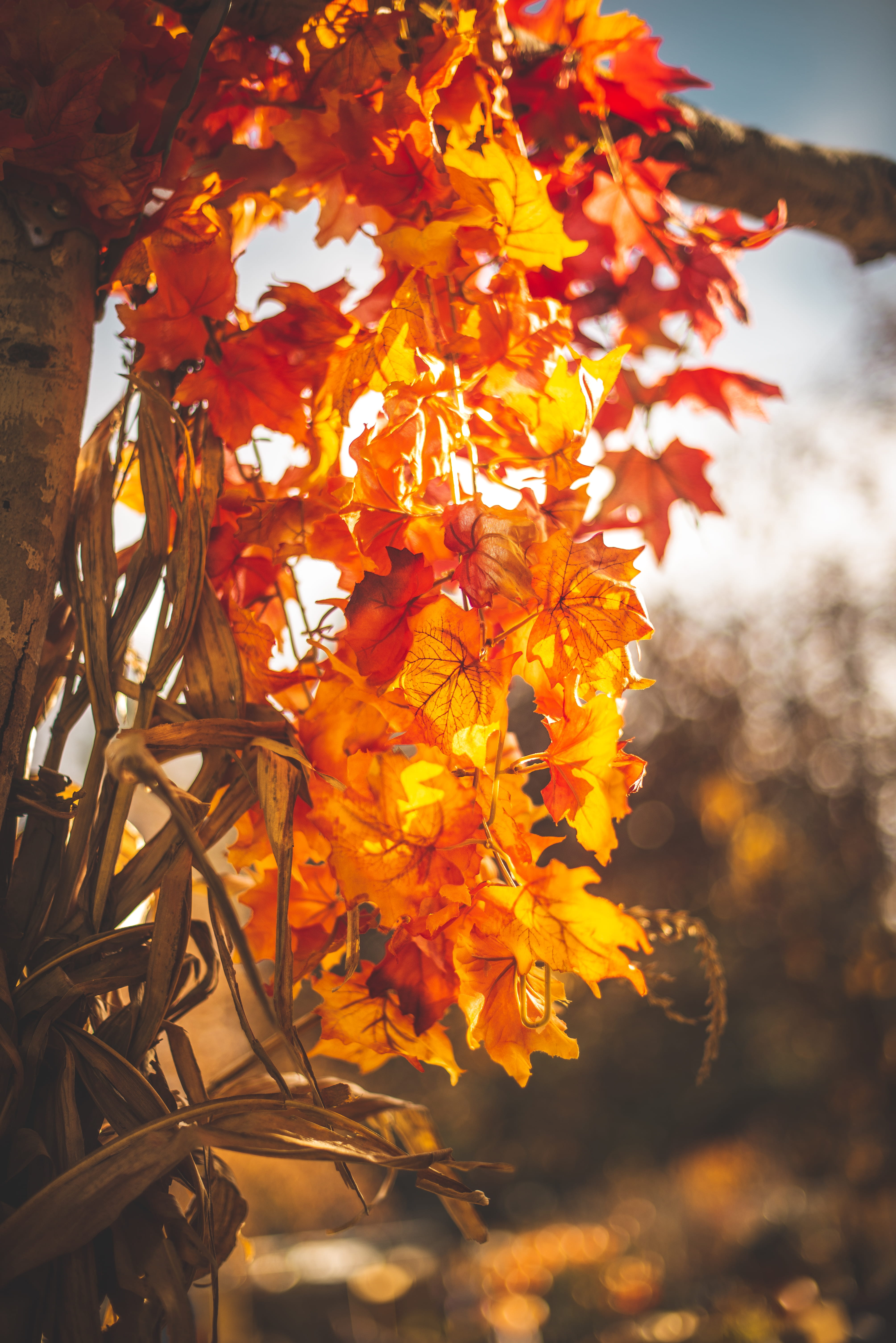 plant part, flowering plant, flower head, outdoors, day, leaf, beauty in nature, flower, growth, united states, natural condition, flagstaff, tree, nature, Phone HD Wallpaper
