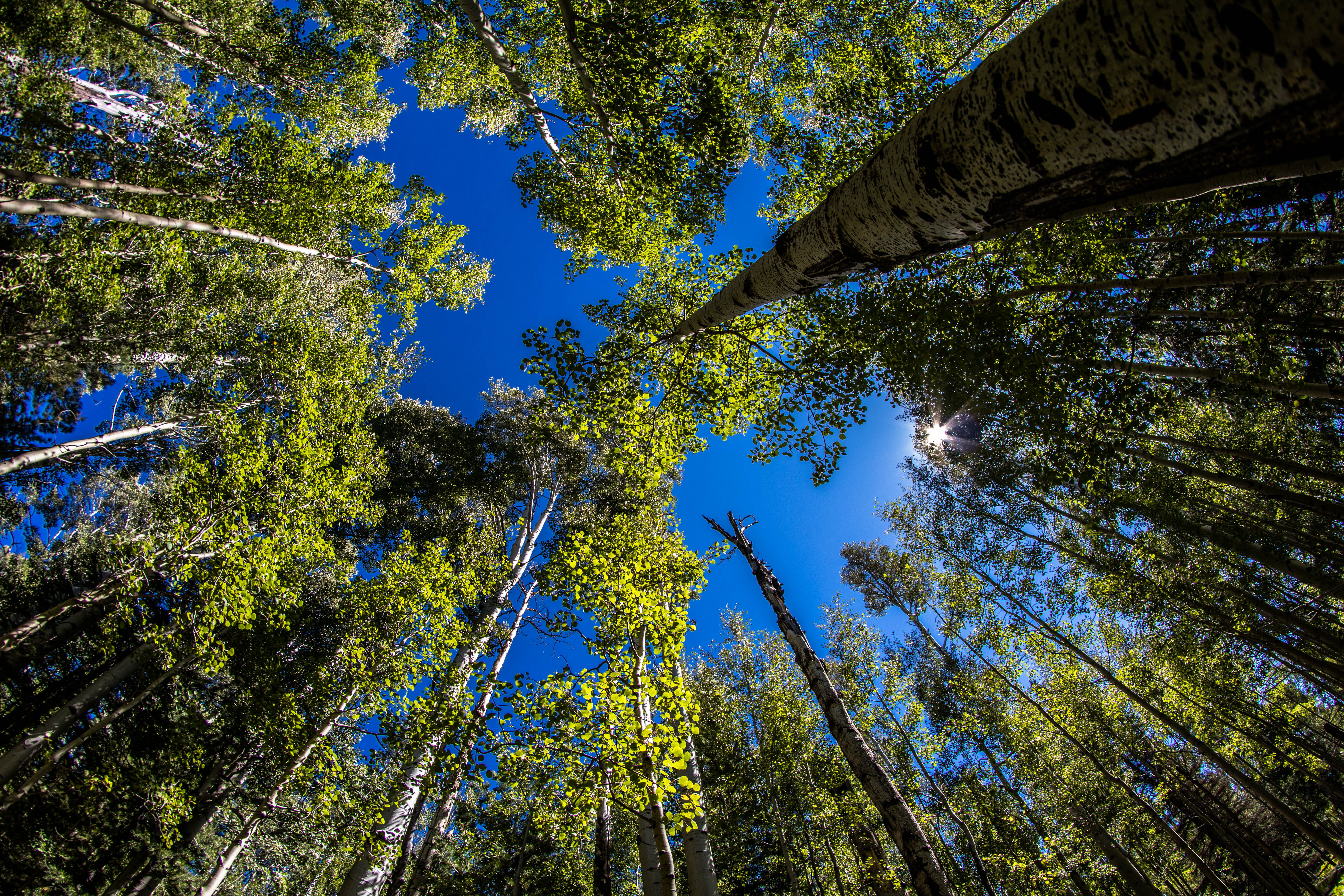 plant, woodland, green color, trunk, outdoor, arizona snowbowl, tree trunk, forest, day, united states, aspin, non-urban scene, directly below, tranquility, HD Wallpaper
