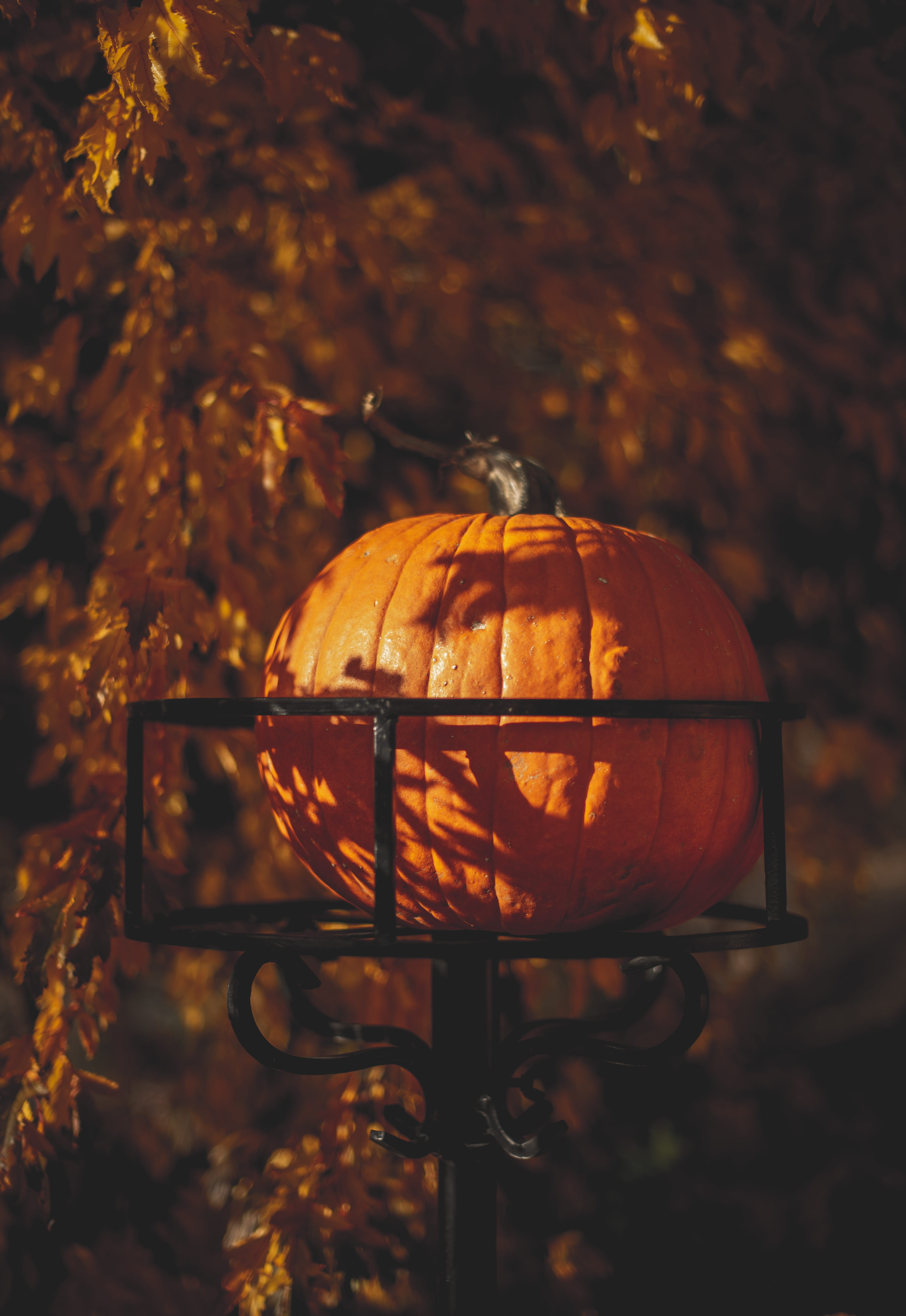 lamp, lantern, healthy eating, close-up, flagstaff, no people, pumpkin, rack, still life, autumn, 5K, plant, freshness, food and drink, jack o lantern, Phone HD Wallpaper