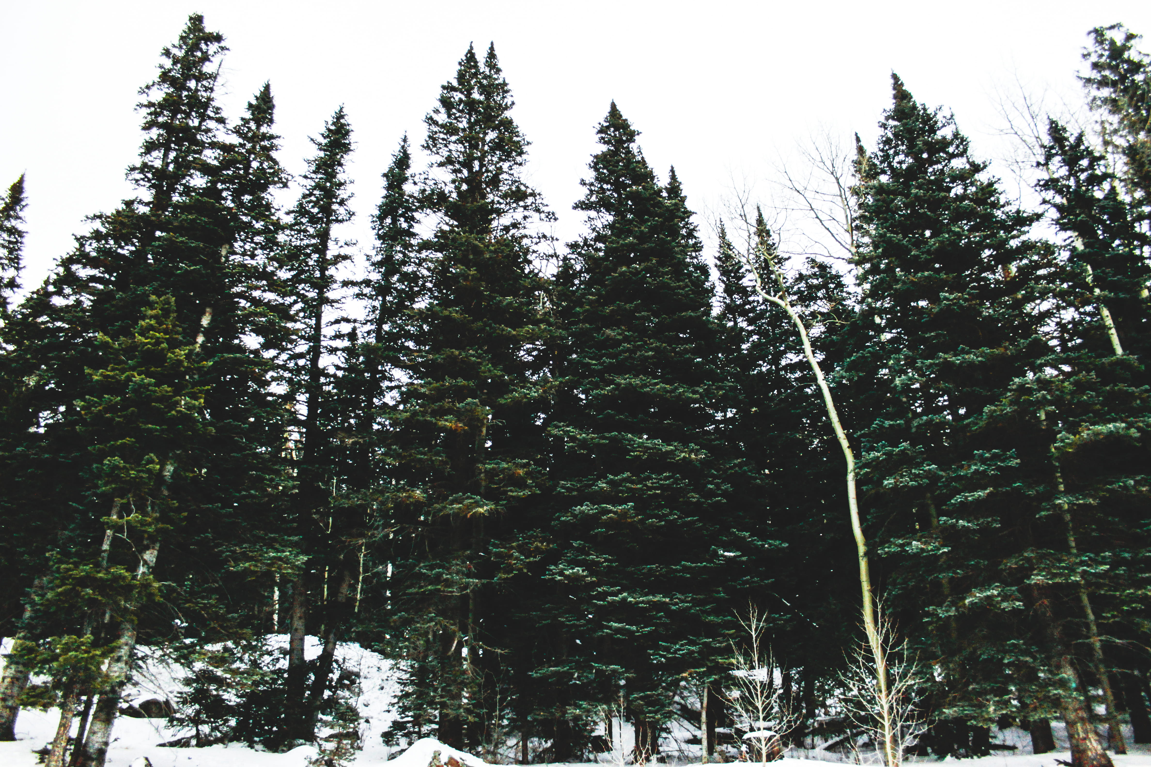 winter, plant, nature, land, outdoors, tranquility, flagstaff, beauty in nature, non-urban scene, low angle view, growth, tree, united states, coniferous tree, HD Wallpaper