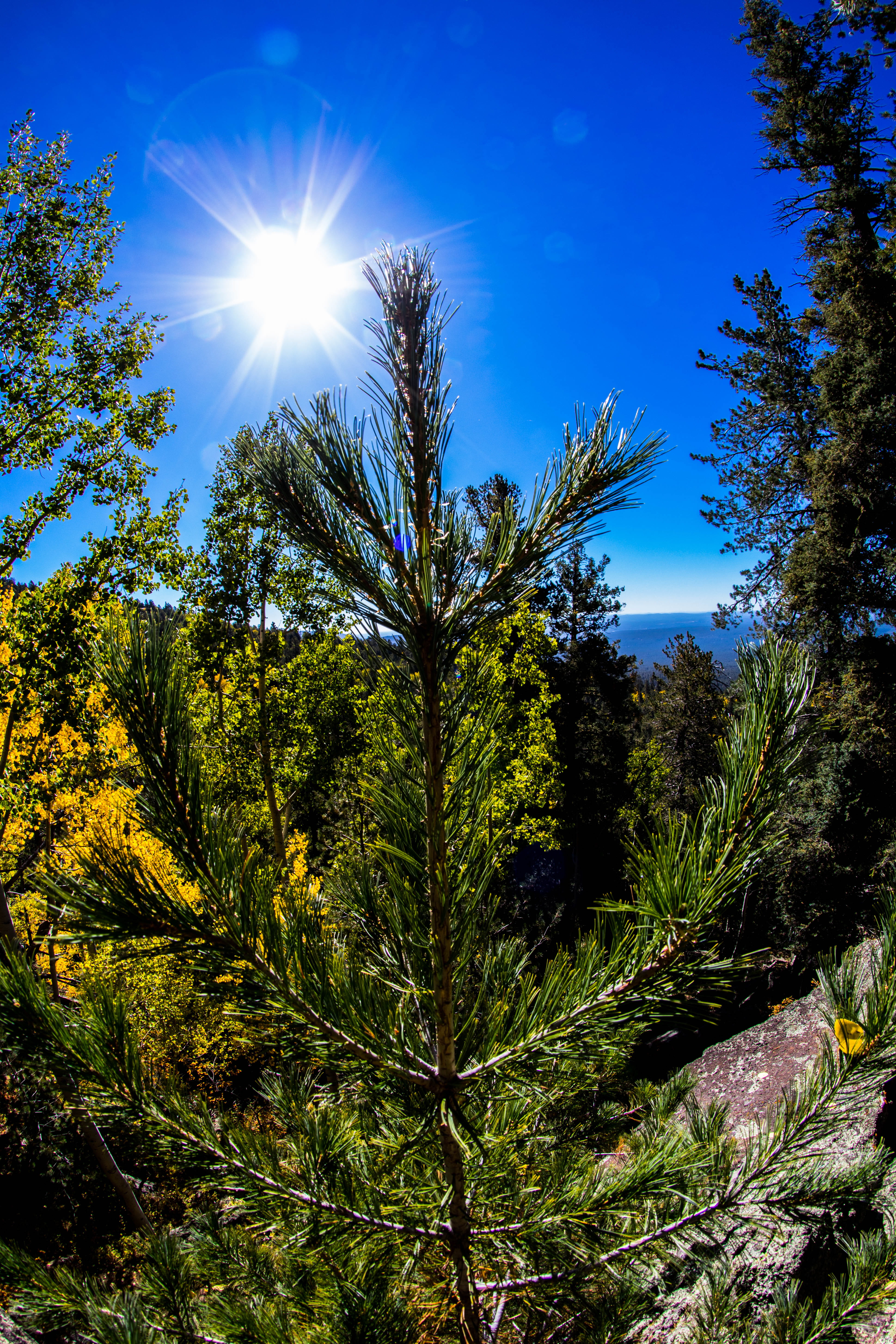 tranquil scene, sunbeam, low angle view, united states, fisheye, sunny, growth, sunlight, plant, blue, land, bright, forest, flagstaff, green, lens flare, Phone HD Wallpaper