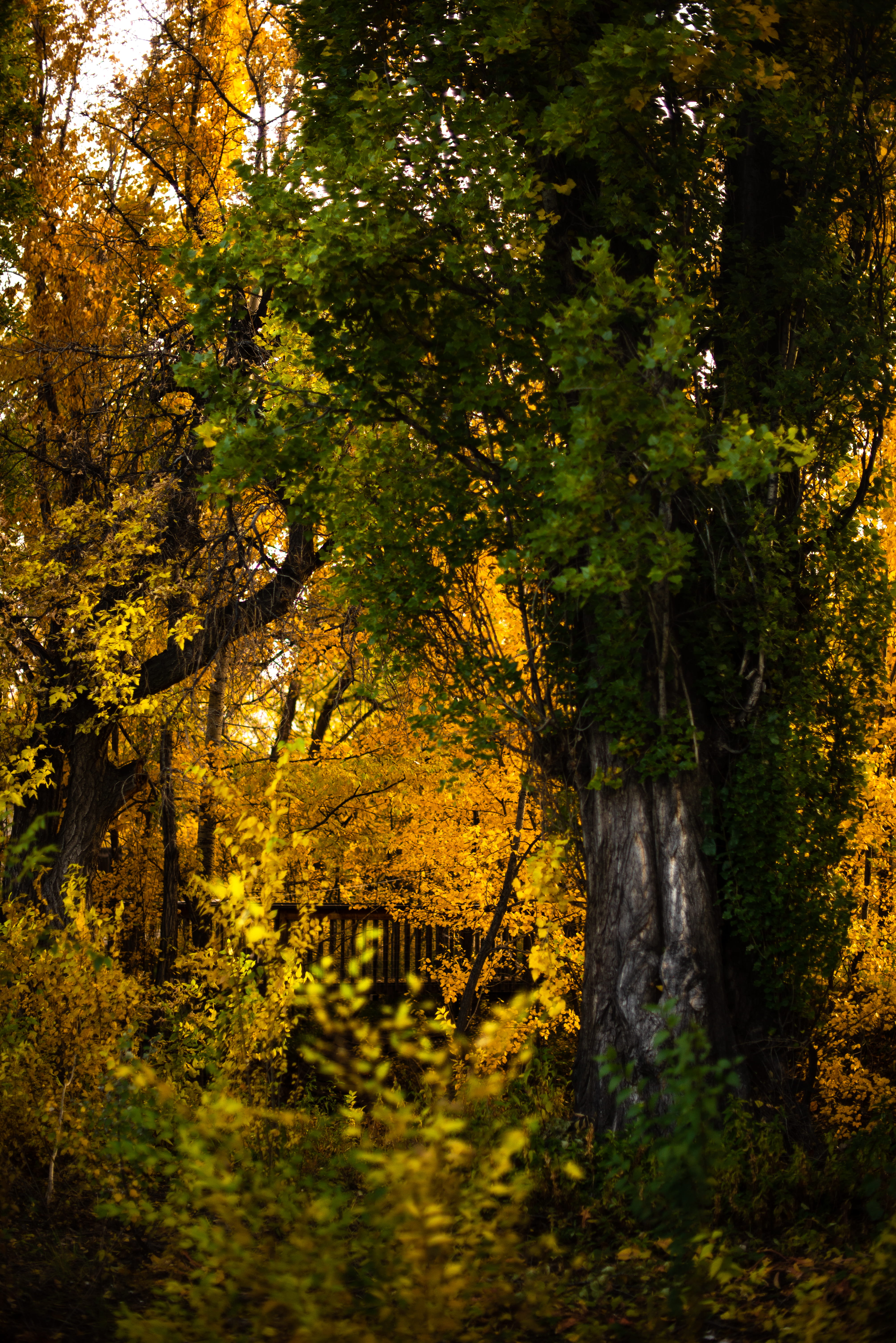 fall, housing, trees, scenics - nature, flagstaff, sunlight, autumn, nature, tree trunk, beauty in nature, machine, birch, green, maple, non-urban scene, Phone HD Wallpaper
