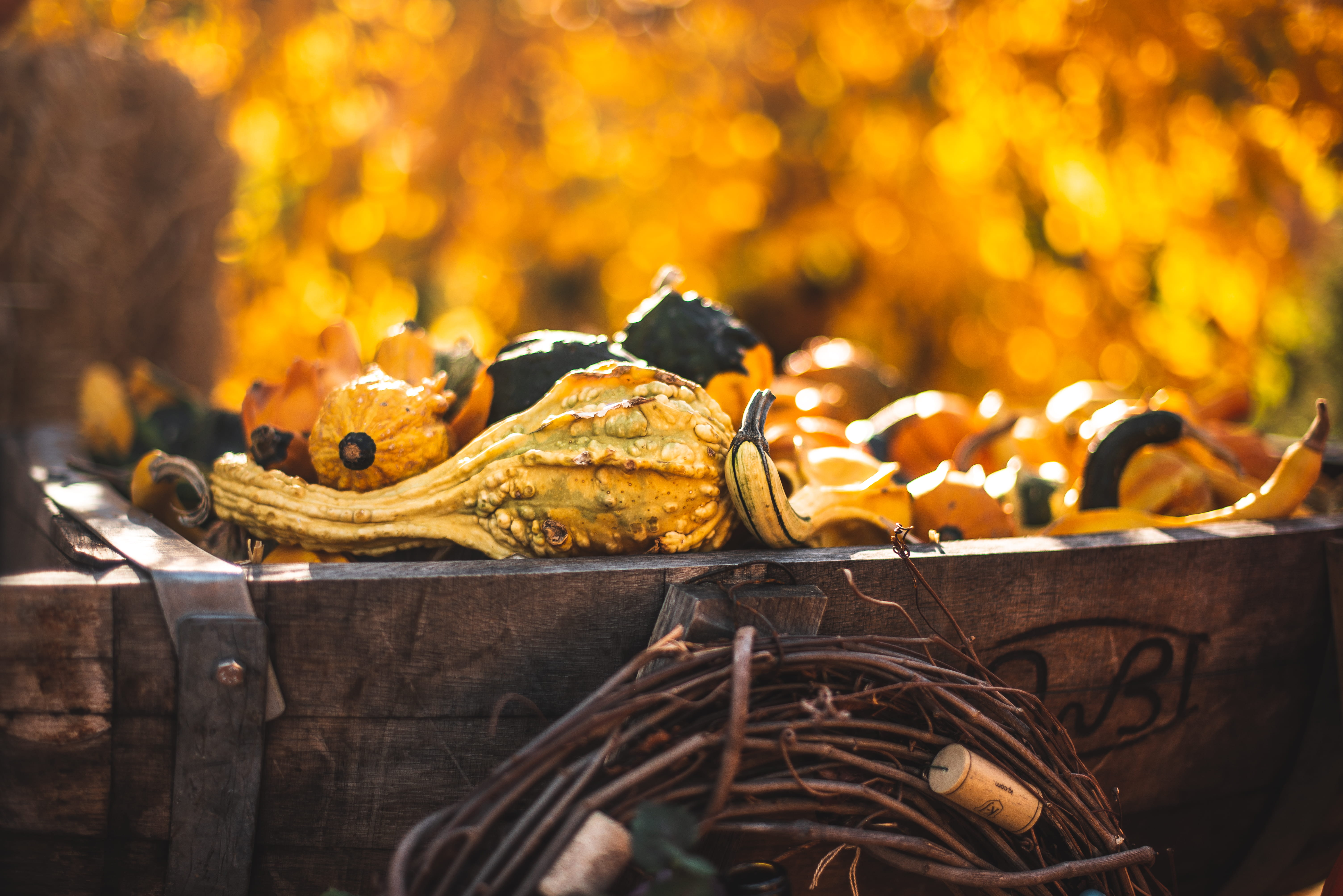 flagstaff, bbq, outdoors, 5K, selective focus, leaves, tree, autumn, flora, focus on foreground, food, no people, log, fire - natural phenomenon, fire, HD Wallpaper