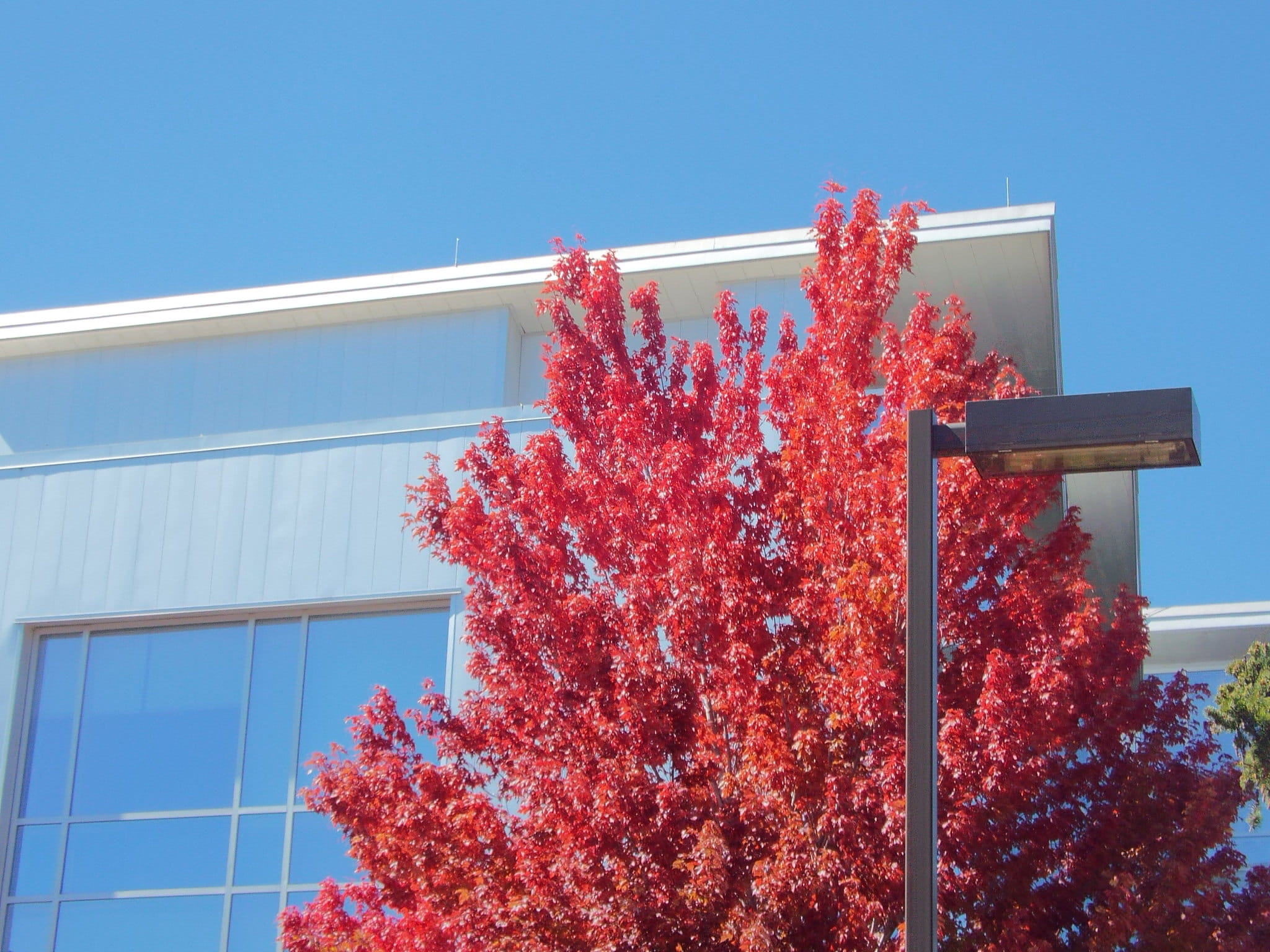 building, change, flowering plant, outdoors, flagstaff, clear sky, tree, window, building exterior, built structure, pink, sunlight, architecture, plant, HD Wallpaper