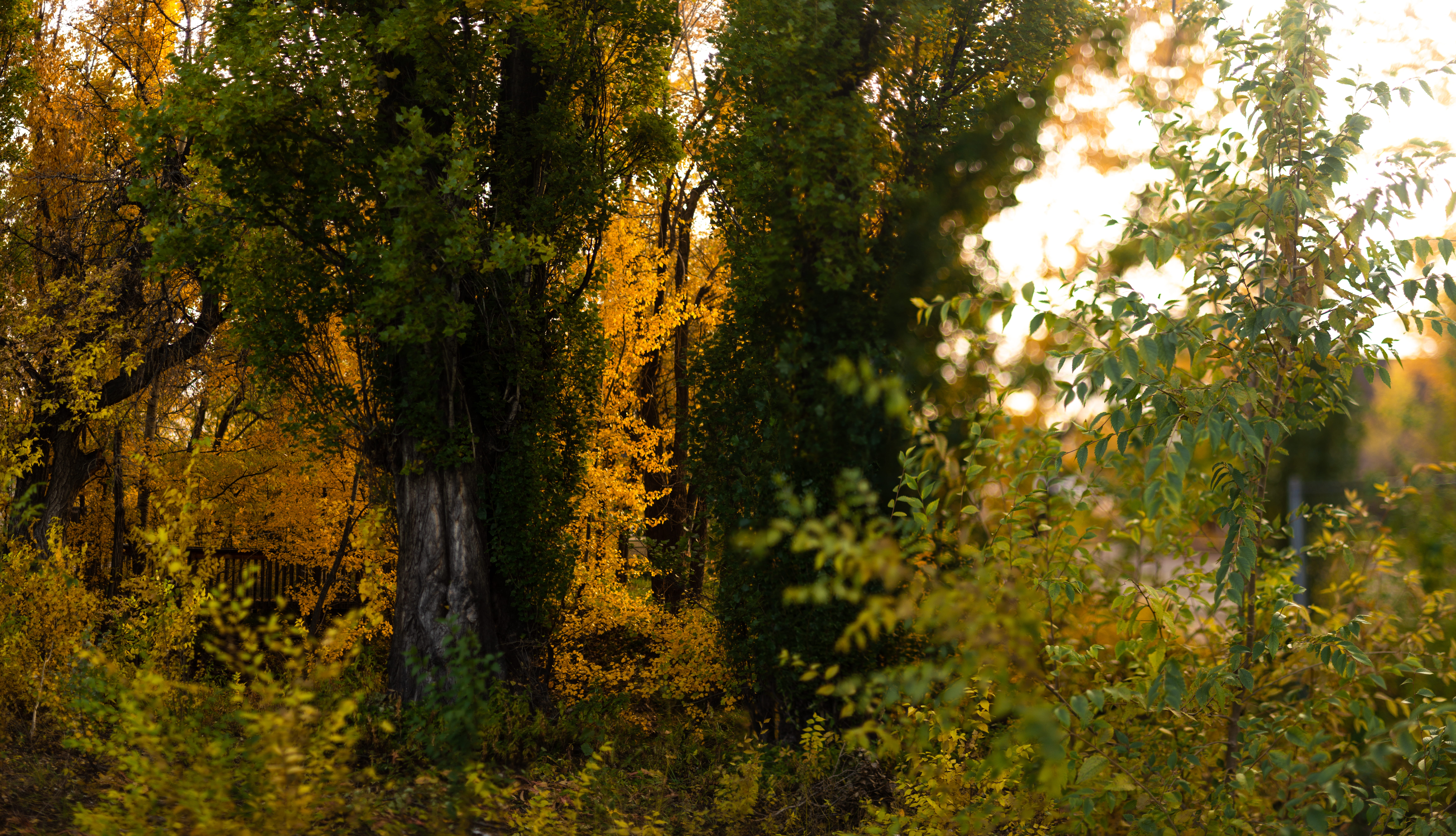 tree trunk, 8K, plant, autumn, scenics - nature, day, non-urban scene, united states, growth, tranquility, change, outdoors, tree, forest, tranquil scene, HD Wallpaper