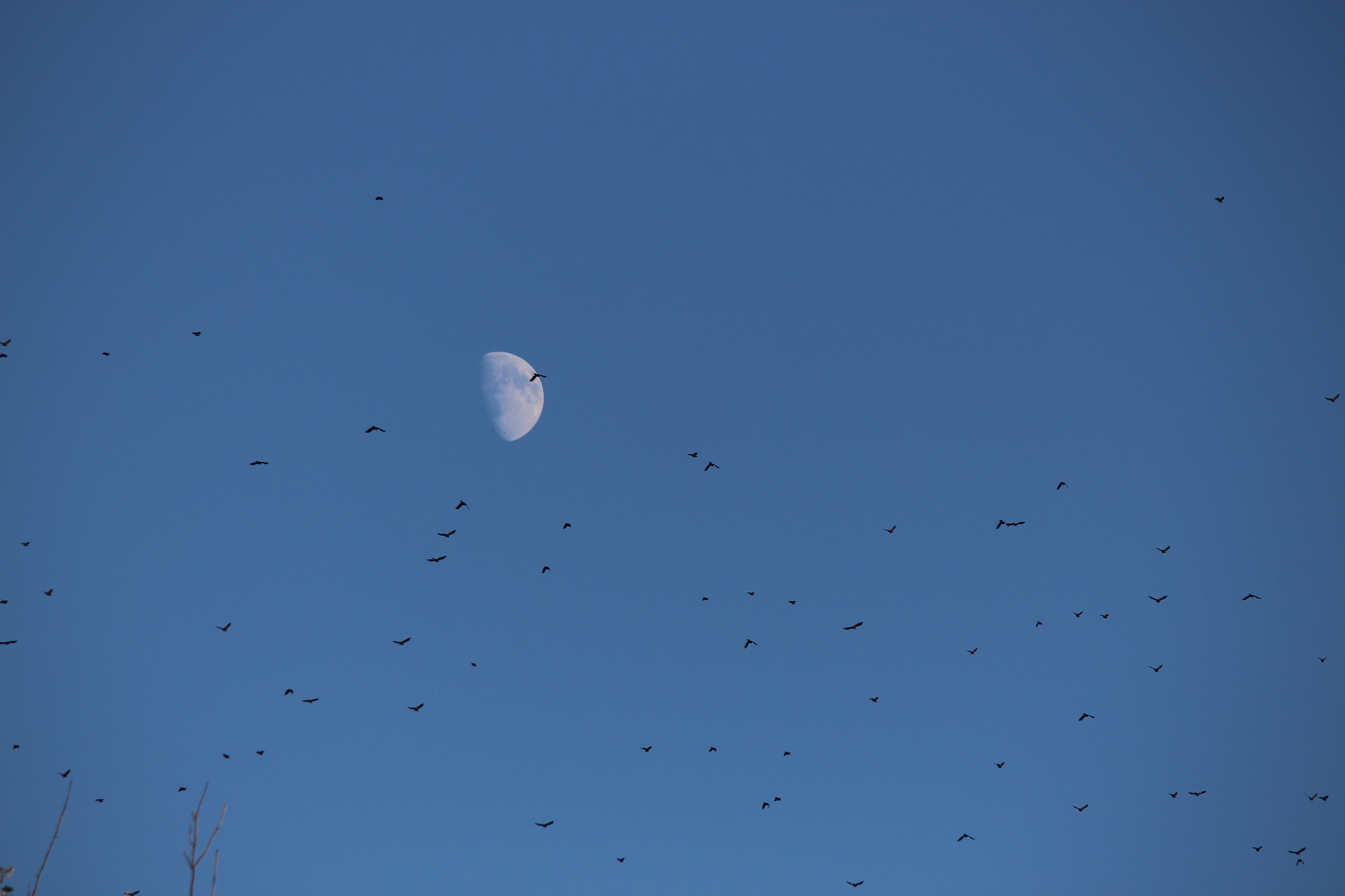 clear sky, tranquility, wildlife, astrology, copy space, silhouette, flock, scenics - nature, nature, tree, day, astronomy, full moon, bird, flying, migration, HD Wallpaper