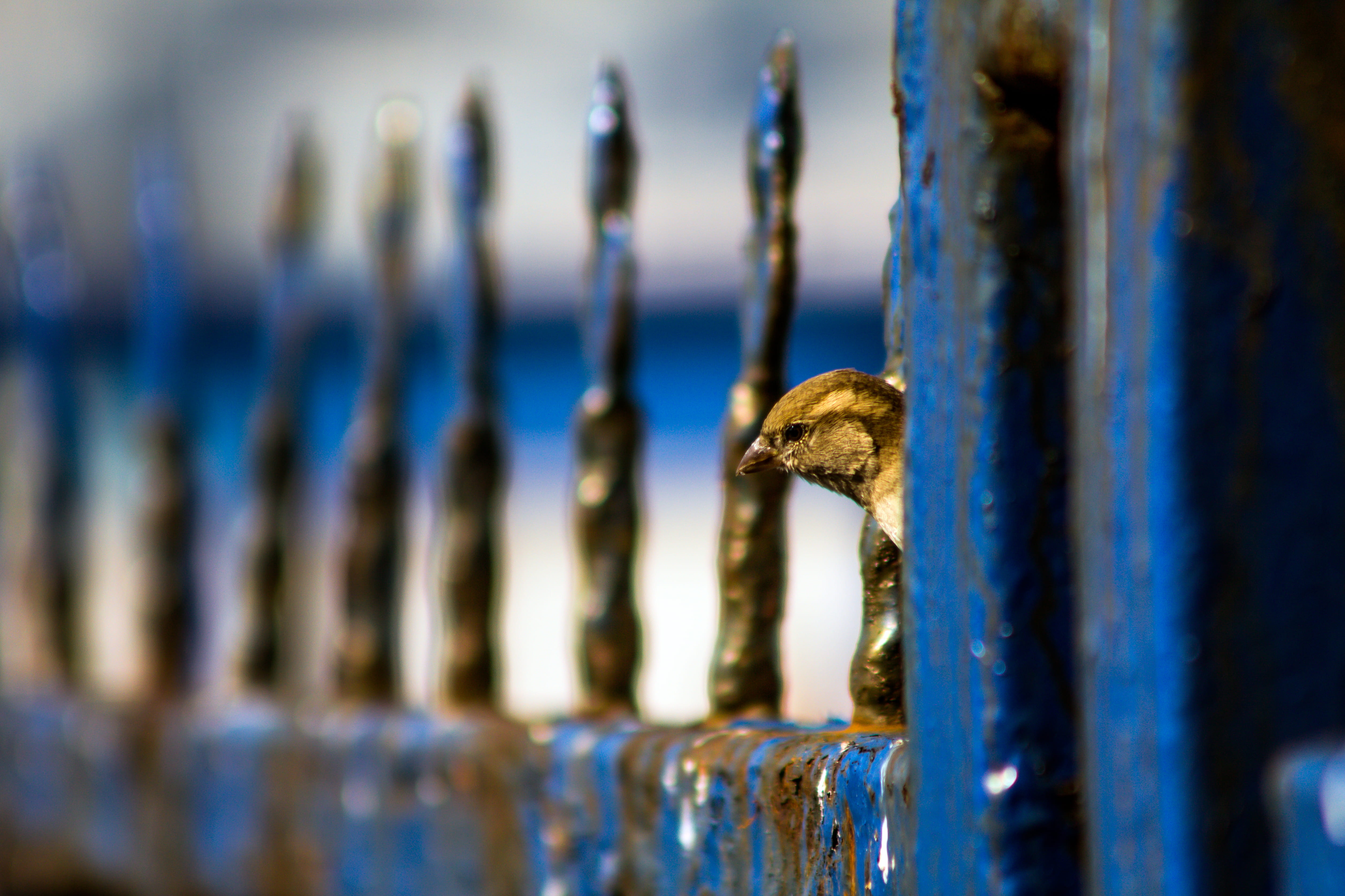 outdoors, handrail, day, game, rusty, grille, selective focus, boundary, banister, chain, rust, metal, security, 4K, bird, beak, symbol, canary, animal wildlife, HD Wallpaper