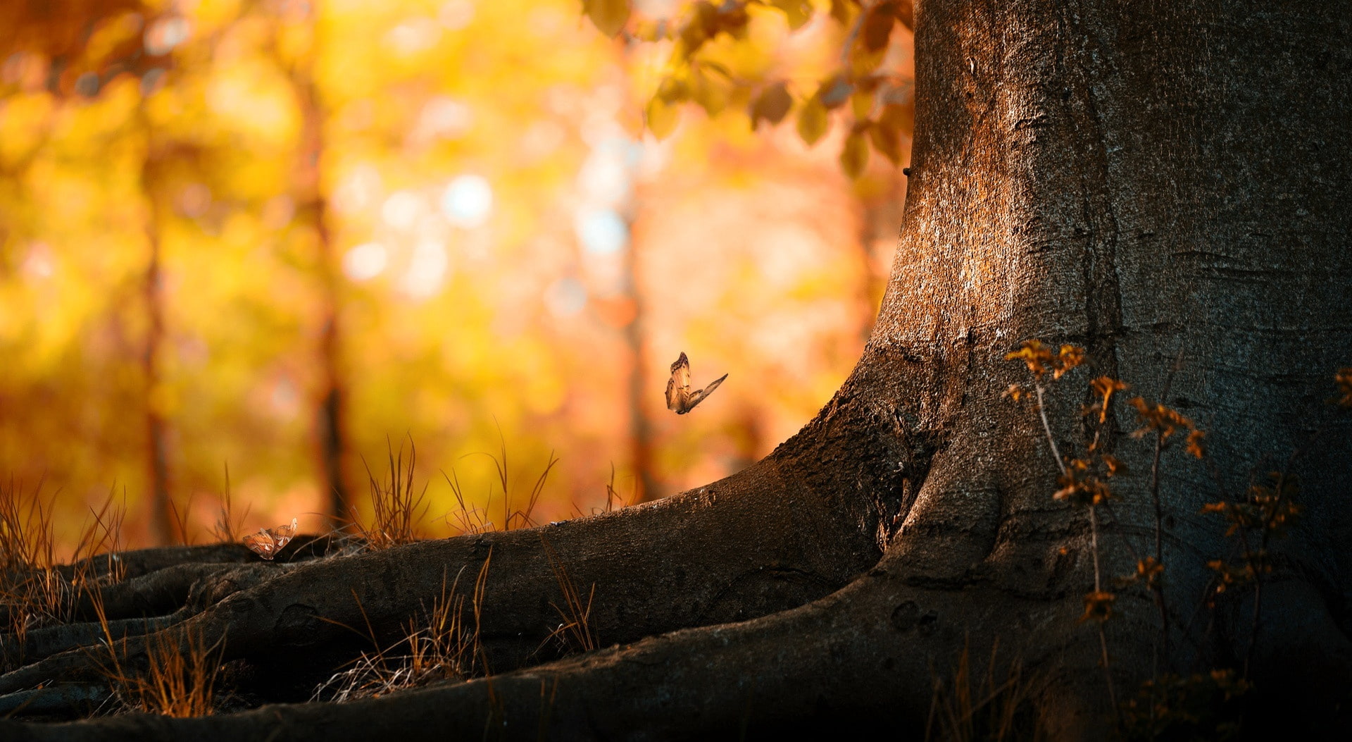 1080P, mammal, beauty in nature, animal, Golden, black, focus on foreground, Seasons, butterfly, land, forest, Butterflies, outdoors, trunk, no people, HD Wallpaper