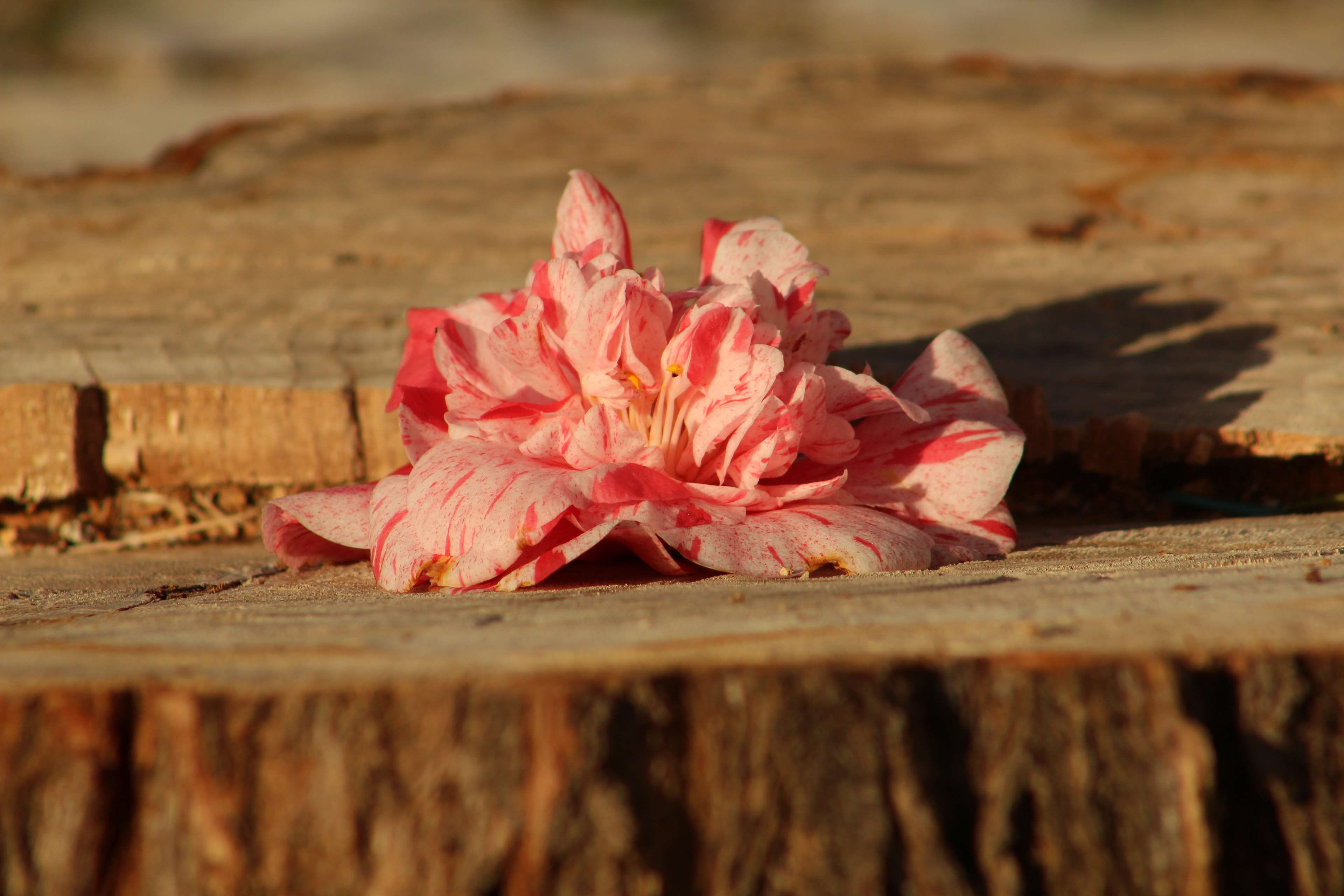 nature, flower head, autumn, day, flor, beauty in nature, plant, plant part, 4K, freshness, flowering plant, red, food, close-up, wood - material, selective focus, HD Wallpaper