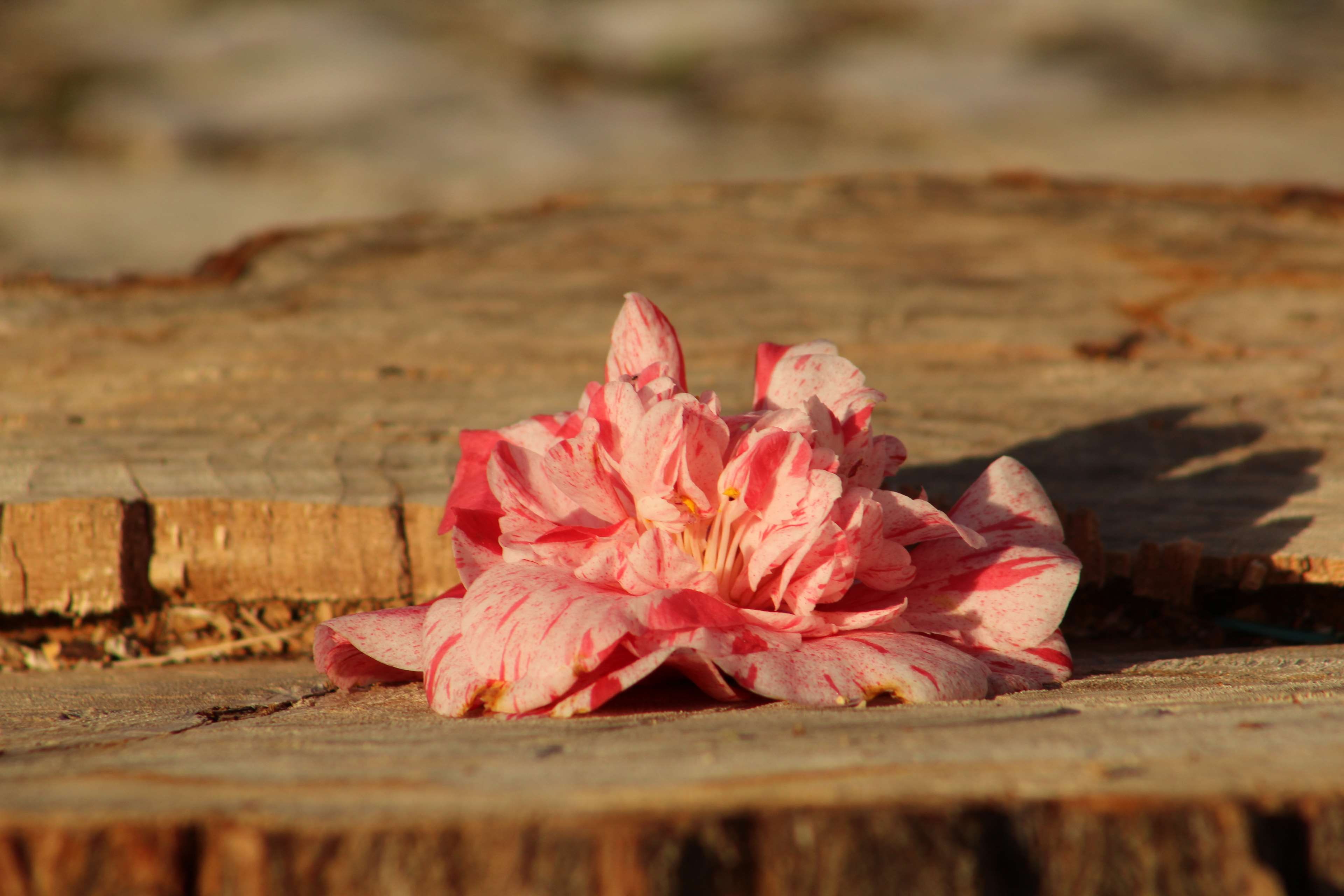 selective focus, desflorestaco, freshness, beauty in nature, plant, vulnerability, wood - material, outdoors, fragility, plant part, flor, no people, flowering plant, HD Wallpaper