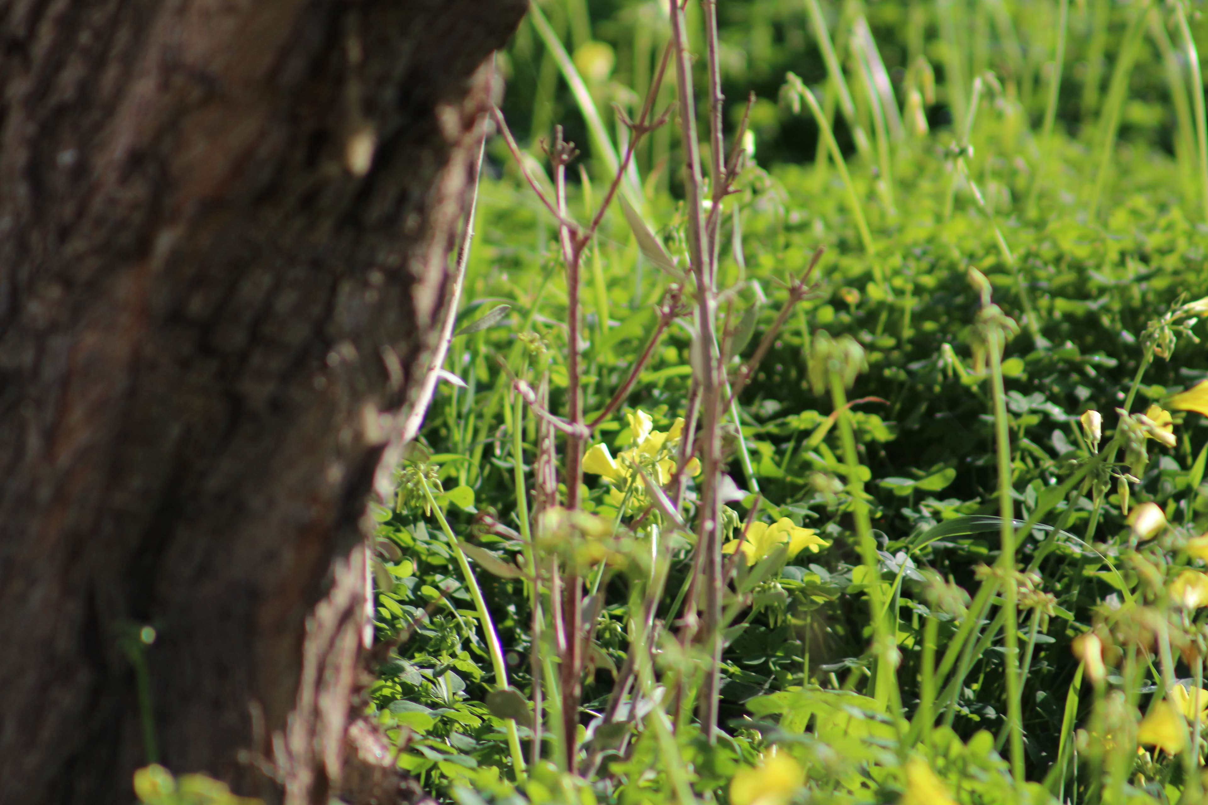 tranquility, flor, selective focus, green color, field, land, plant, no people, outdoors, trunk, tree trunk, 4K, tree, plant part, grass, lichen, tronco, HD Wallpaper