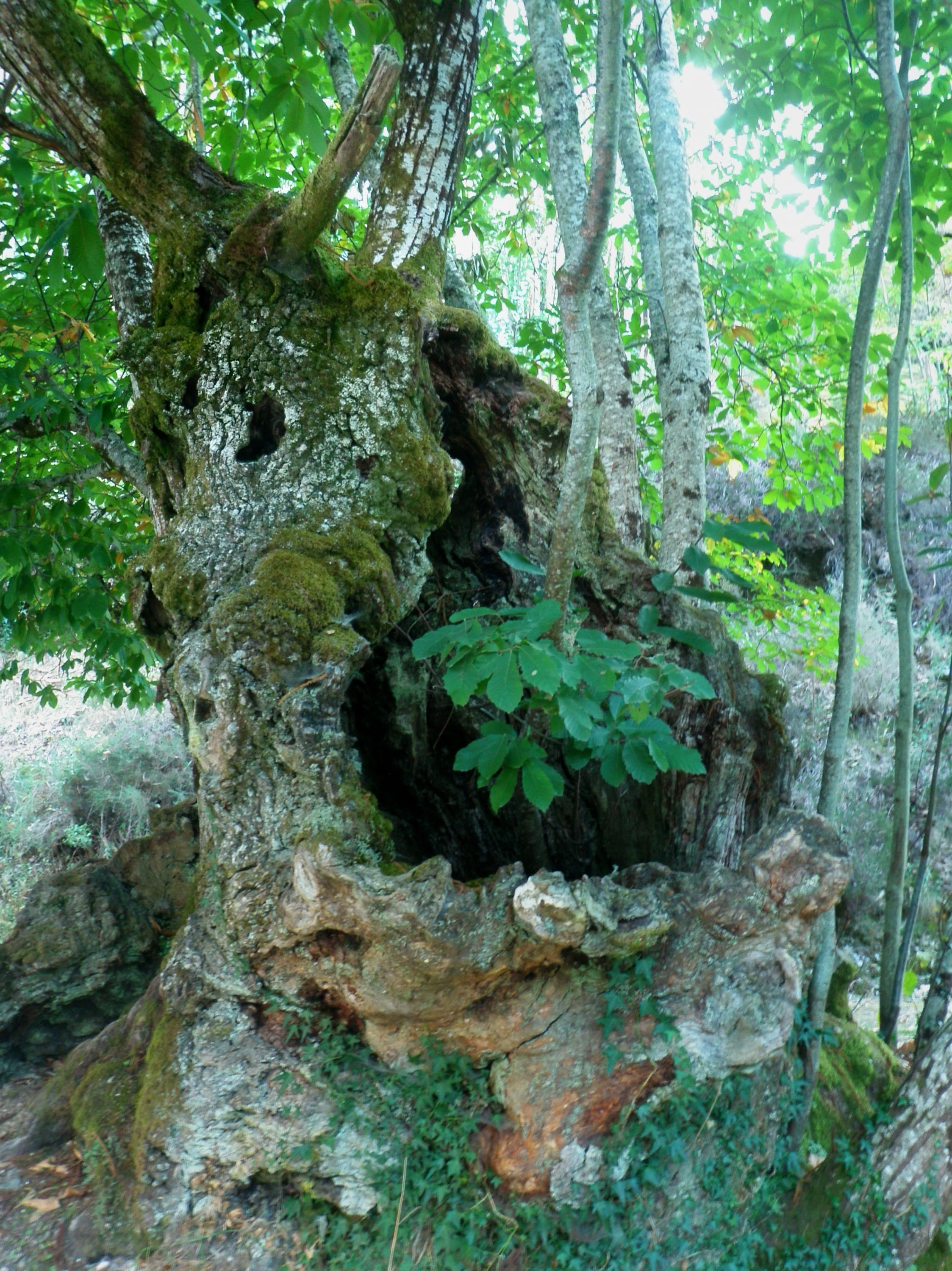 árvore, branch, lichen, growth, tree trunk, trunk, tower, green color, brasão, tronco, land, tree, day, nature, bark, 2K, leaf, plant part, outdoors, plant, Phone HD Wallpaper