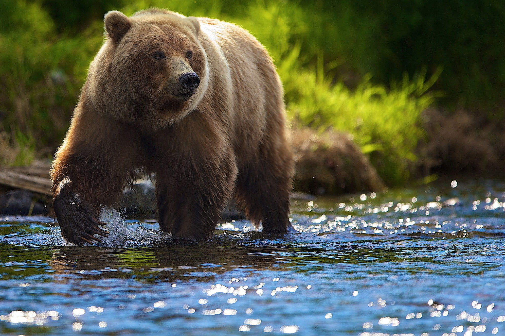 1080P, sun, river, summer, bear, glare, HD Wallpaper