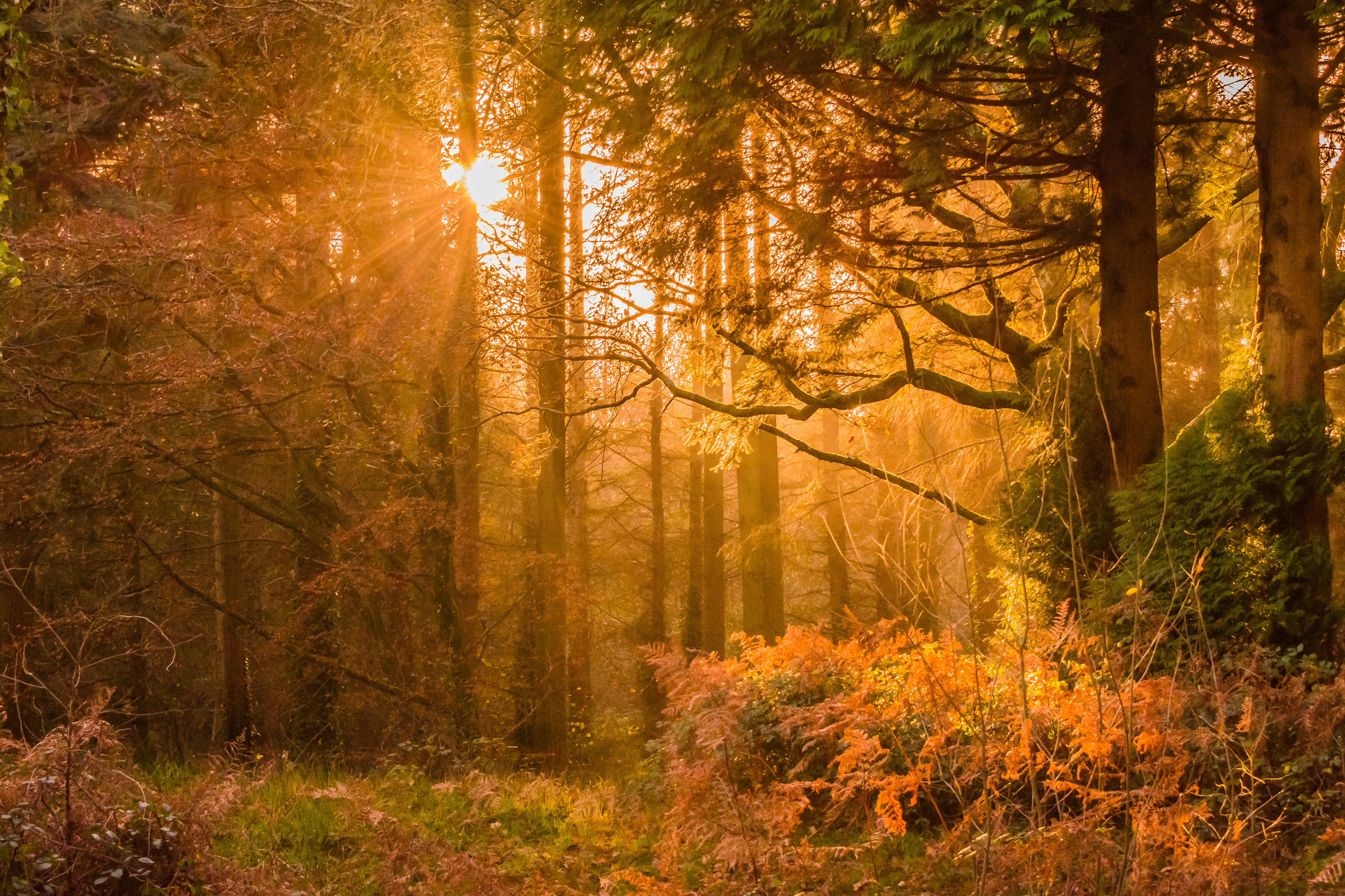 idyllic, tranquility, fog, land, tranquil scene, light, season, sunlight, grass, landscape, nature, non-urban scene, daylight, autumn, beauty in nature, HD Wallpaper