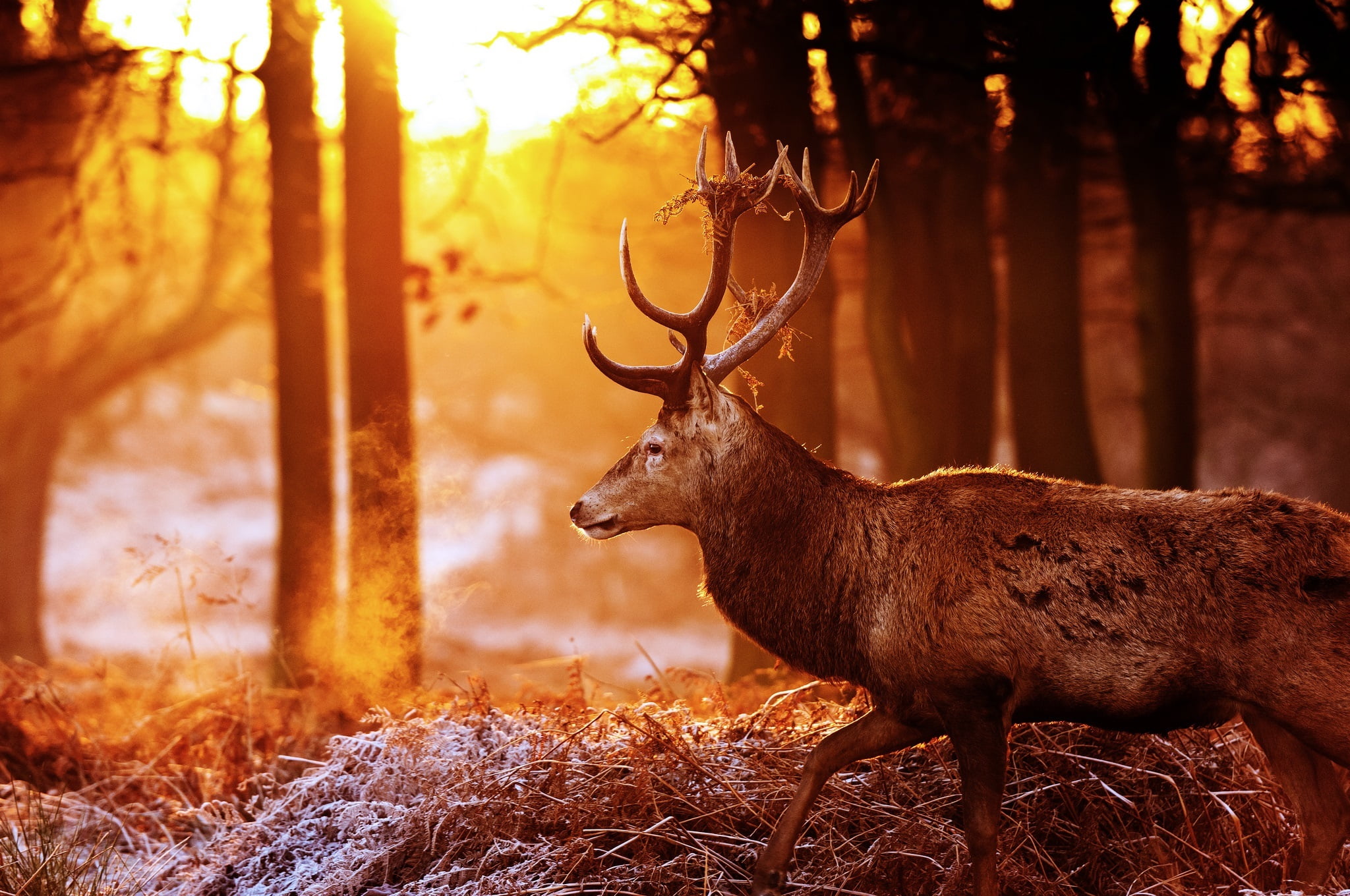 animal, plant, herbivorous, horns, deer, antler, day, the sun, land, animal wildlife, moose, vertebrate, autumn, outdoors, profile, forest, glare, one animal, HD Wallpaper